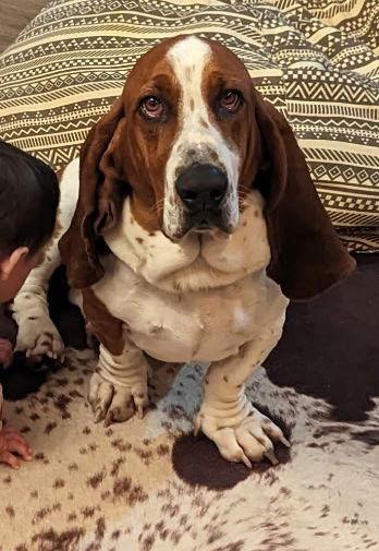 Enlarge Whiskey, a Adopted Basset Hound in Petaluma, CA image 1/2