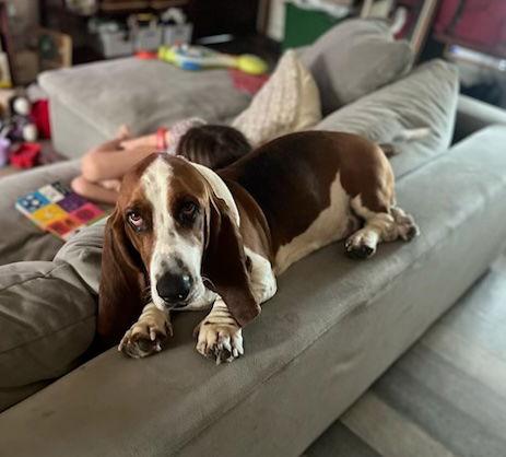 Enlarge Whiskey, a Adopted Basset Hound in Petaluma, CA image 2/2