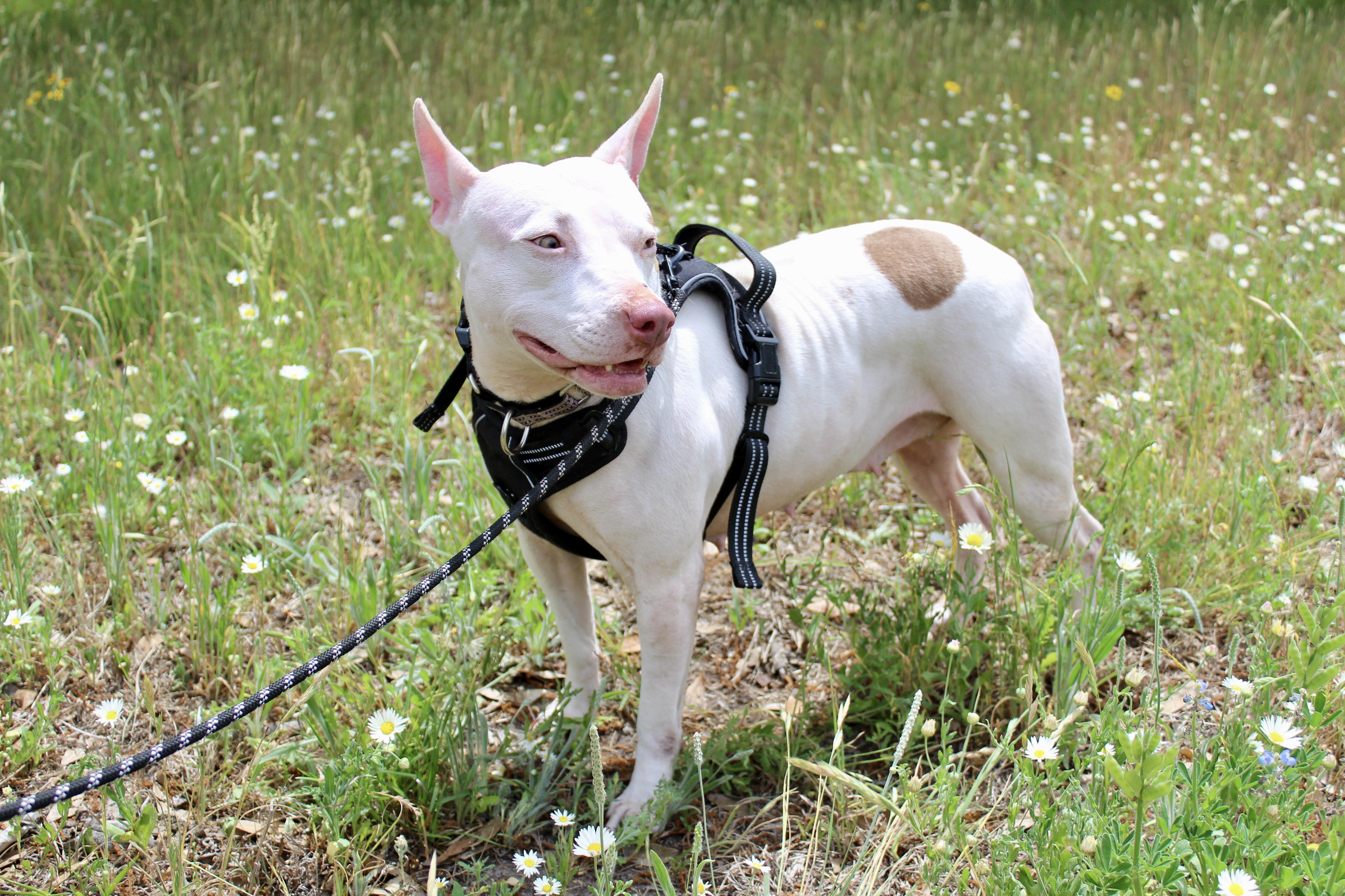 Enlarge Lulu, a Adoptable mixed breed in St. Louis, MO image 4/6