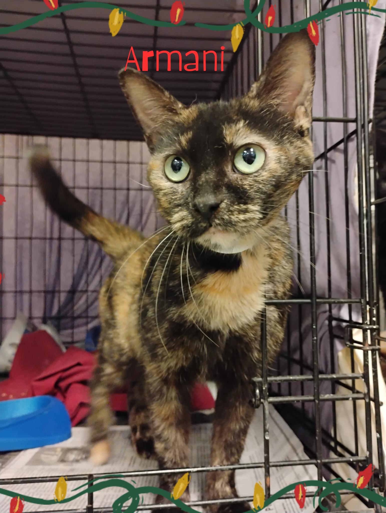 Armani, Young Female Tortoiseshell