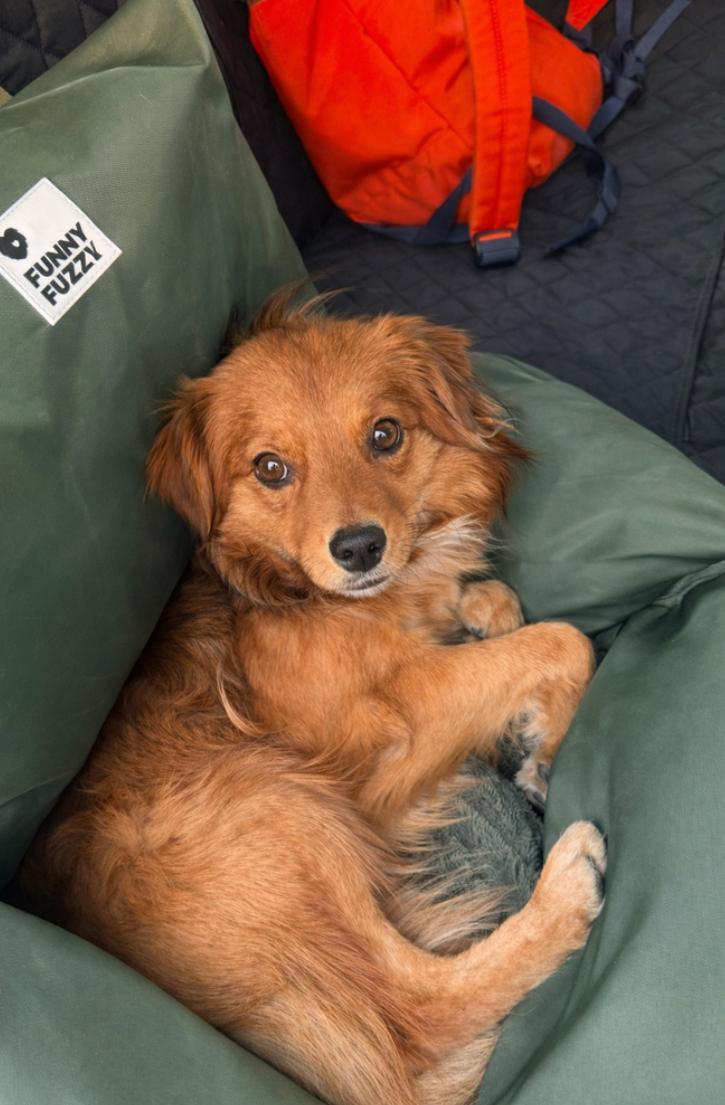 Enlarge Bernie, a ADOPTABLE mixed breed in Los Angeles, CA image 1/2