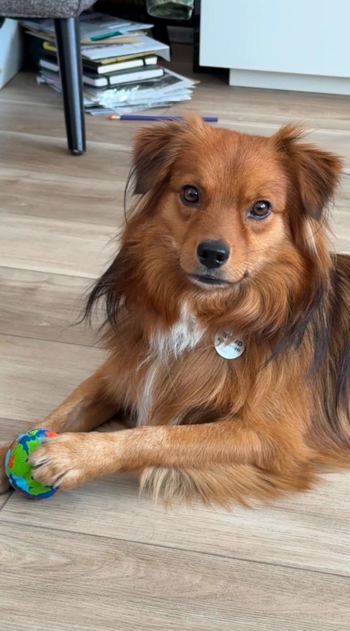 Enlarge Bernie, a ADOPTABLE mixed breed in Los Angeles, CA image 2/2