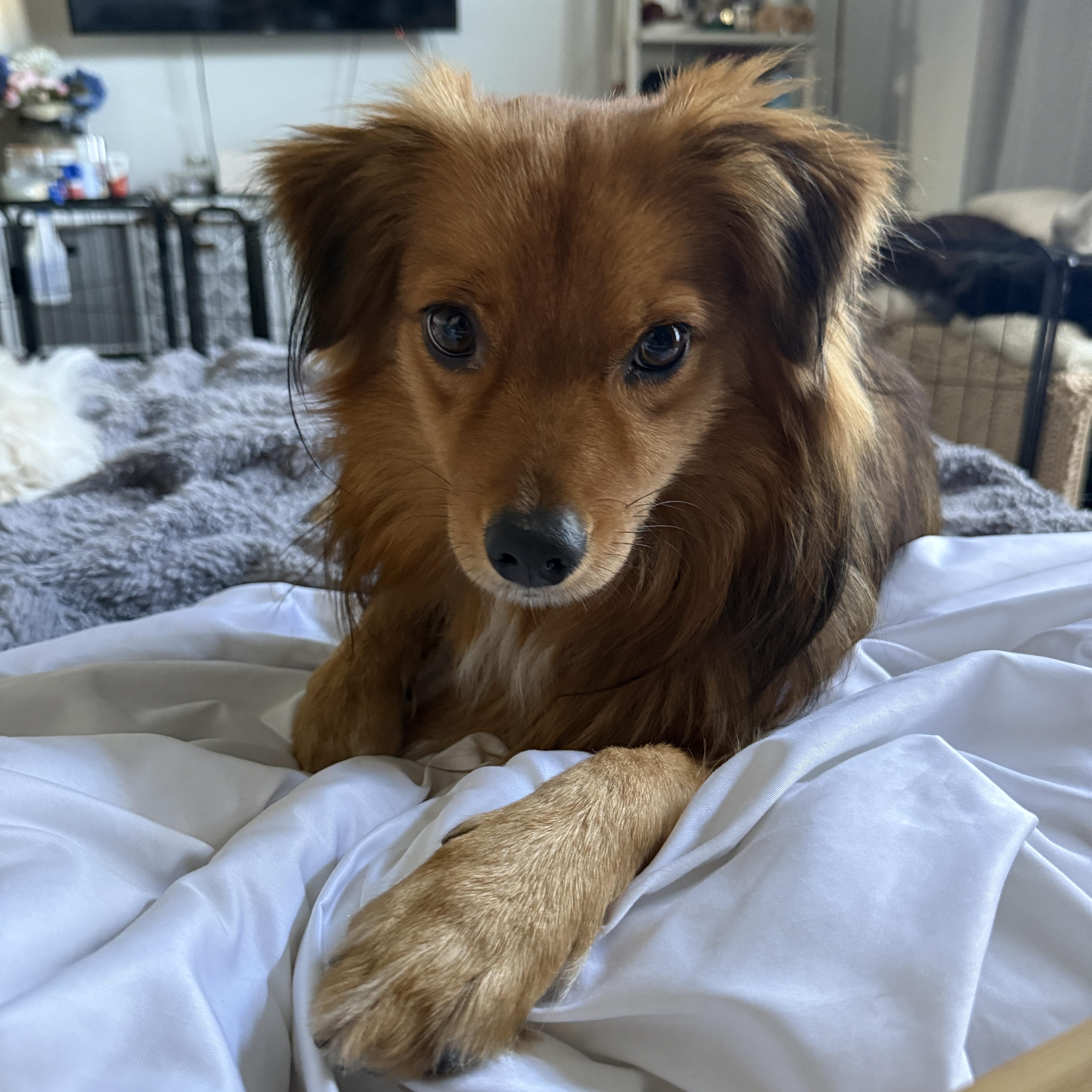 Bernie, ADOPTABLE, Adult Male Australian Shepherd & Cocker Spaniel.