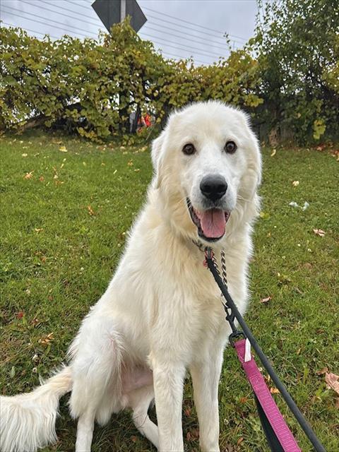 CASPER, Adoptable, Young Male Maremma Sheepdog.