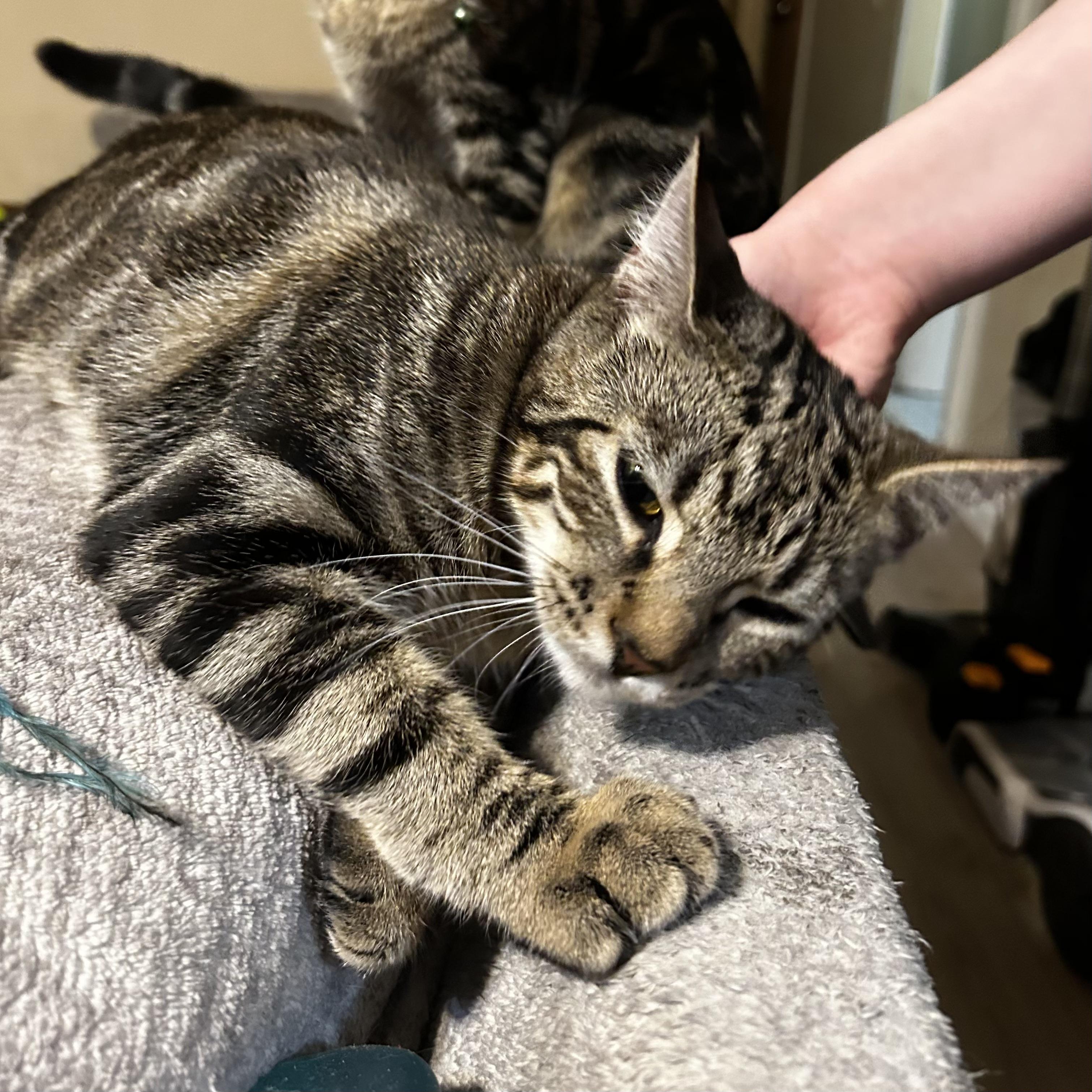 Cassie (& Seraphina) *Bonded Sisters*, a Adoptable Domestic Short Hair in Puyallup, WA image 6/6