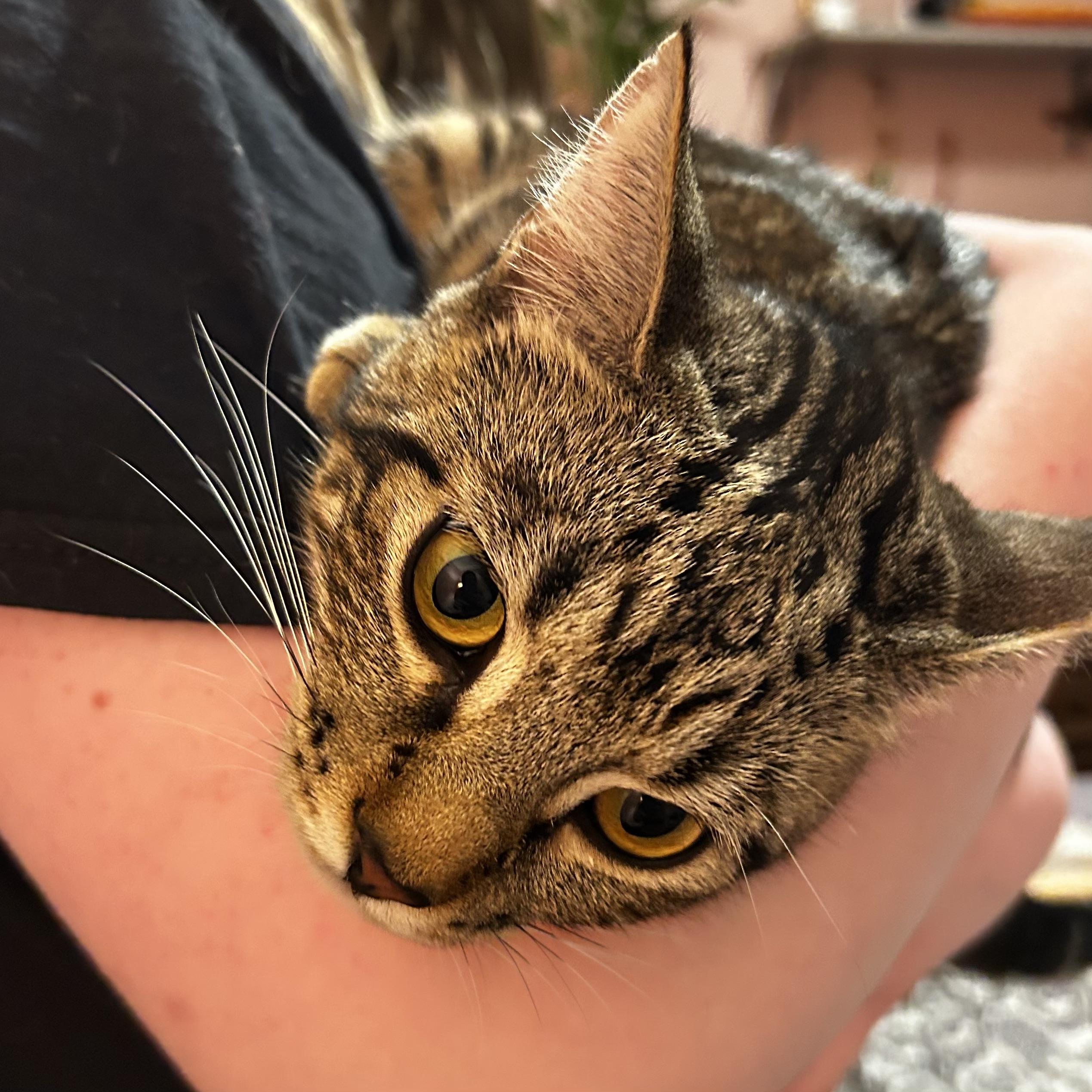 Cassie (& Seraphina) *Bonded Sisters*, a Adoptable Domestic Short Hair in Puyallup, WA image 5/6