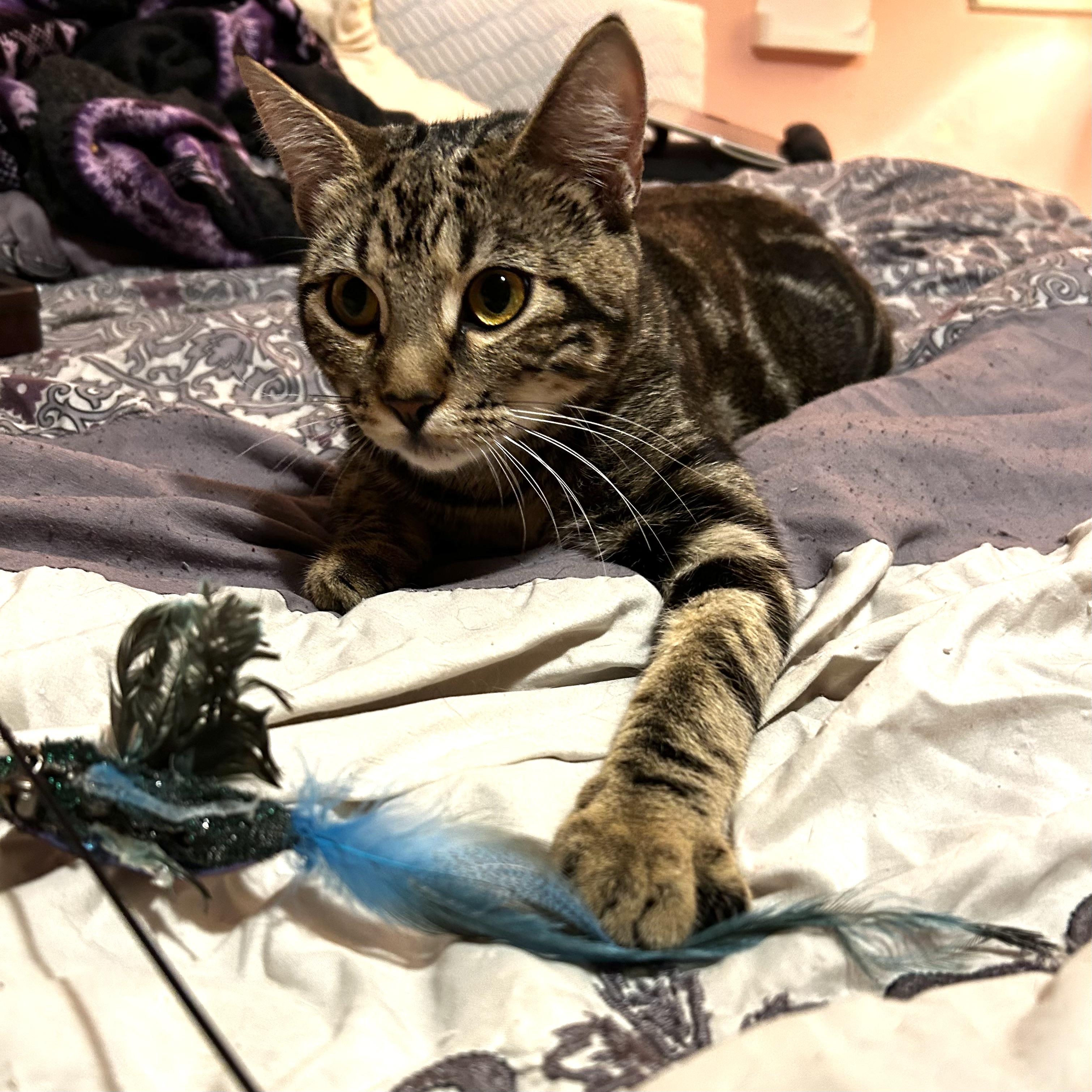 Cassie (& Seraphina) *Bonded Sisters*, a Adoptable Domestic Short Hair in Puyallup, WA image 3/6