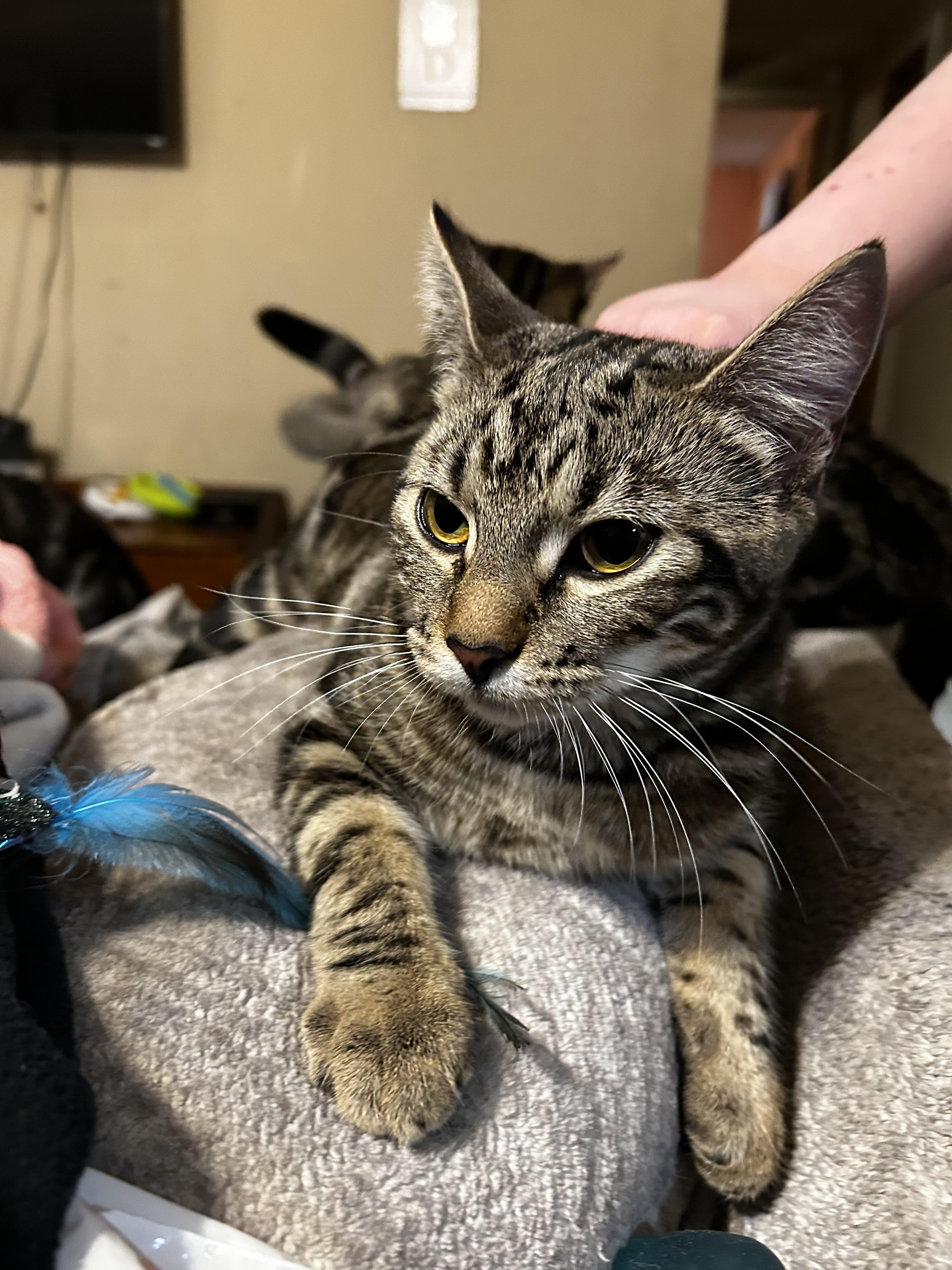 Cassie (& Seraphina) *Bonded Sisters*, a Adoptable Domestic Short Hair in Puyallup, WA image 1/6