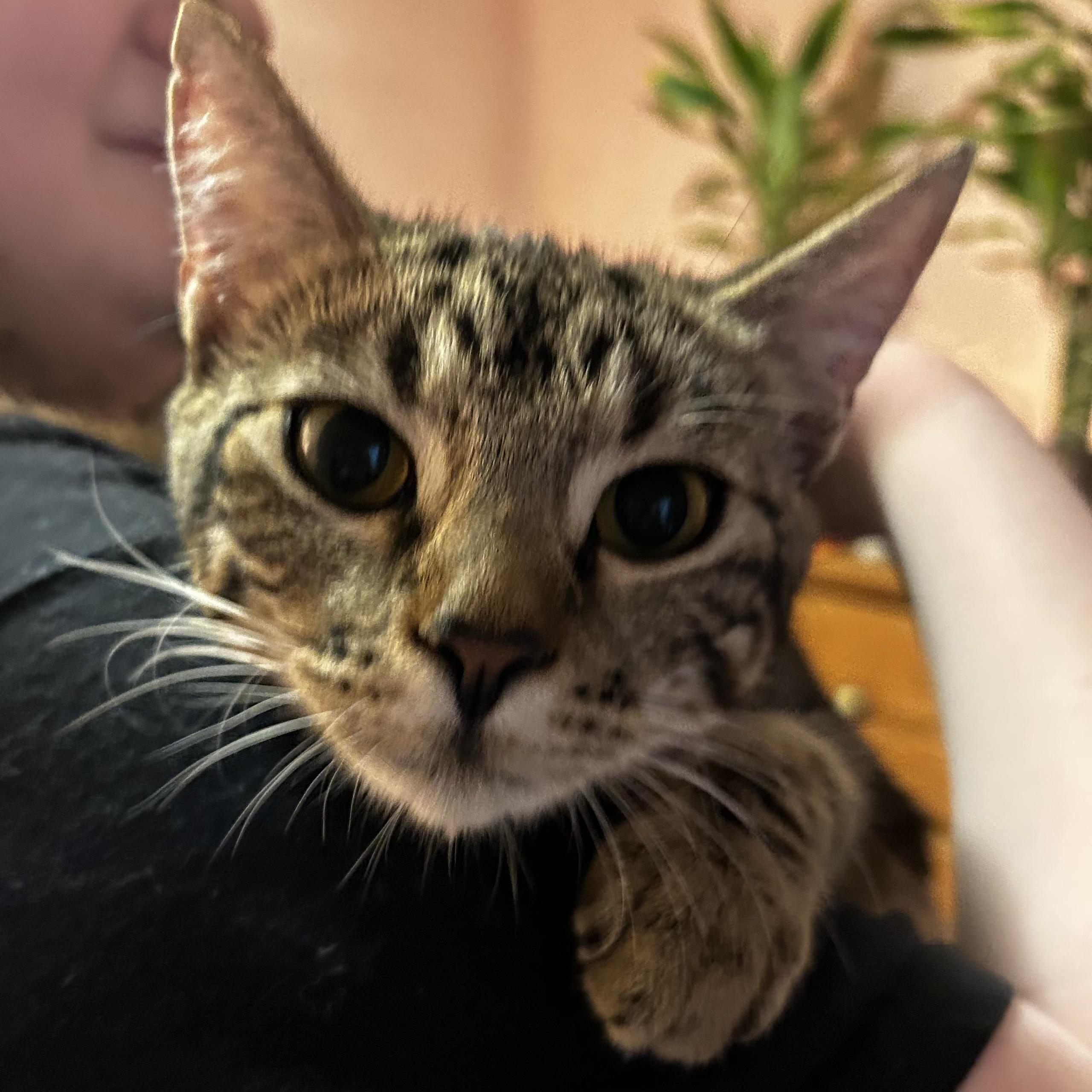 Cassie (& Seraphina) *Bonded Sisters*, a Adoptable Domestic Short Hair in Puyallup, WA image 4/6