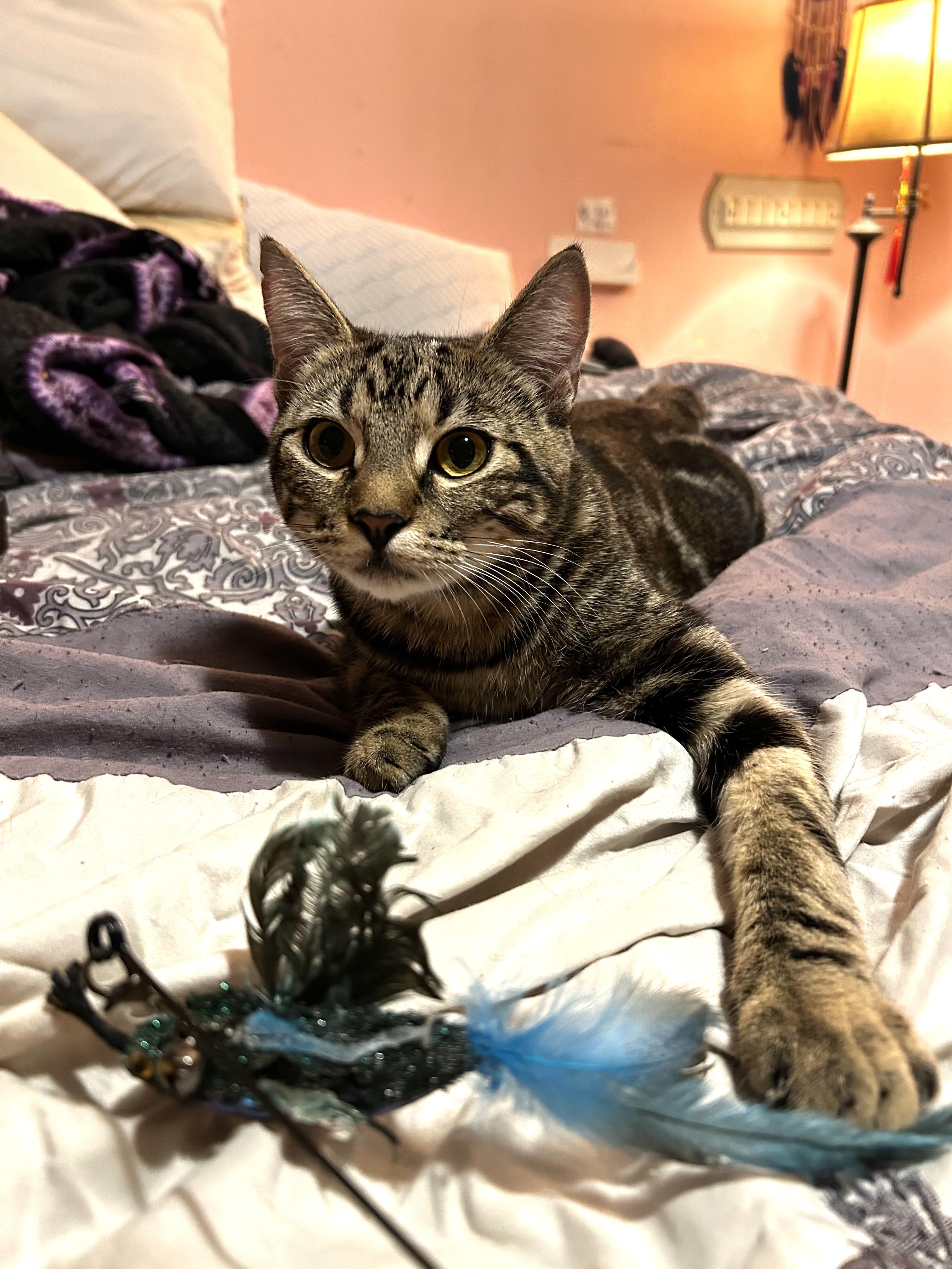 Cassie (& Seraphina) *Bonded Sisters*, a Adoptable Domestic Short Hair in Puyallup, WA image 2/6