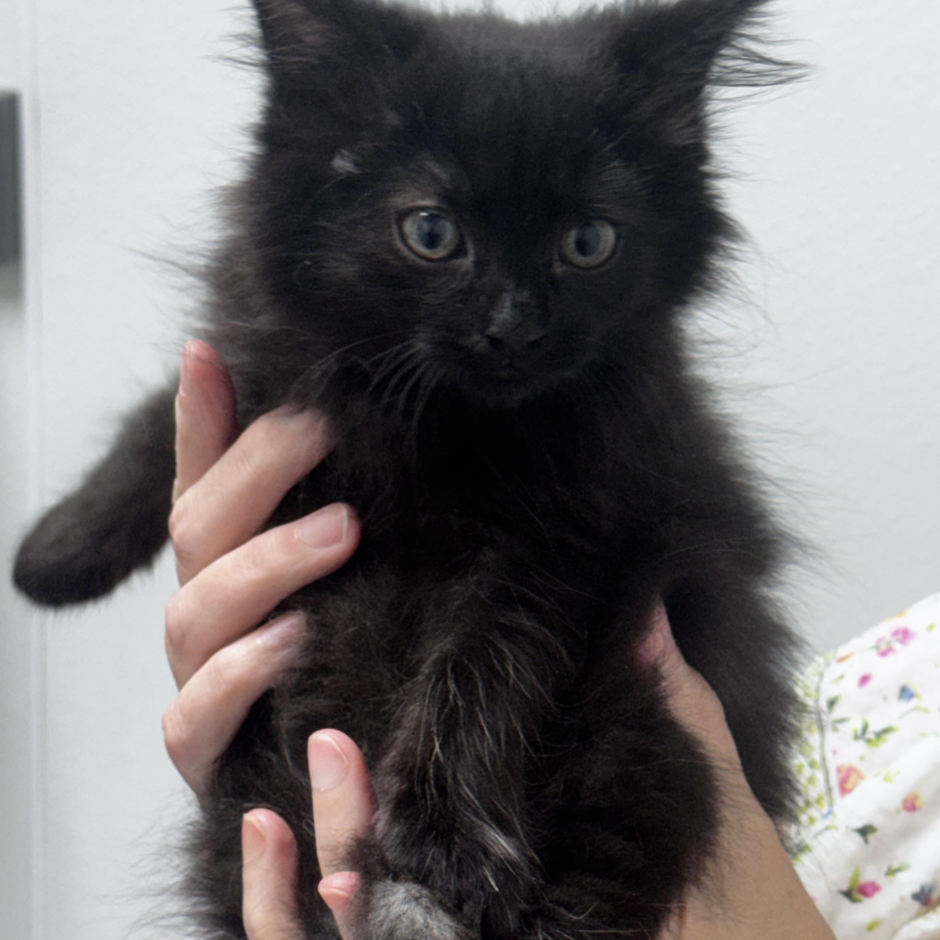 Annie, a ADOPTABLE Domestic Long Hair in Pottsville, PA image 2/3
