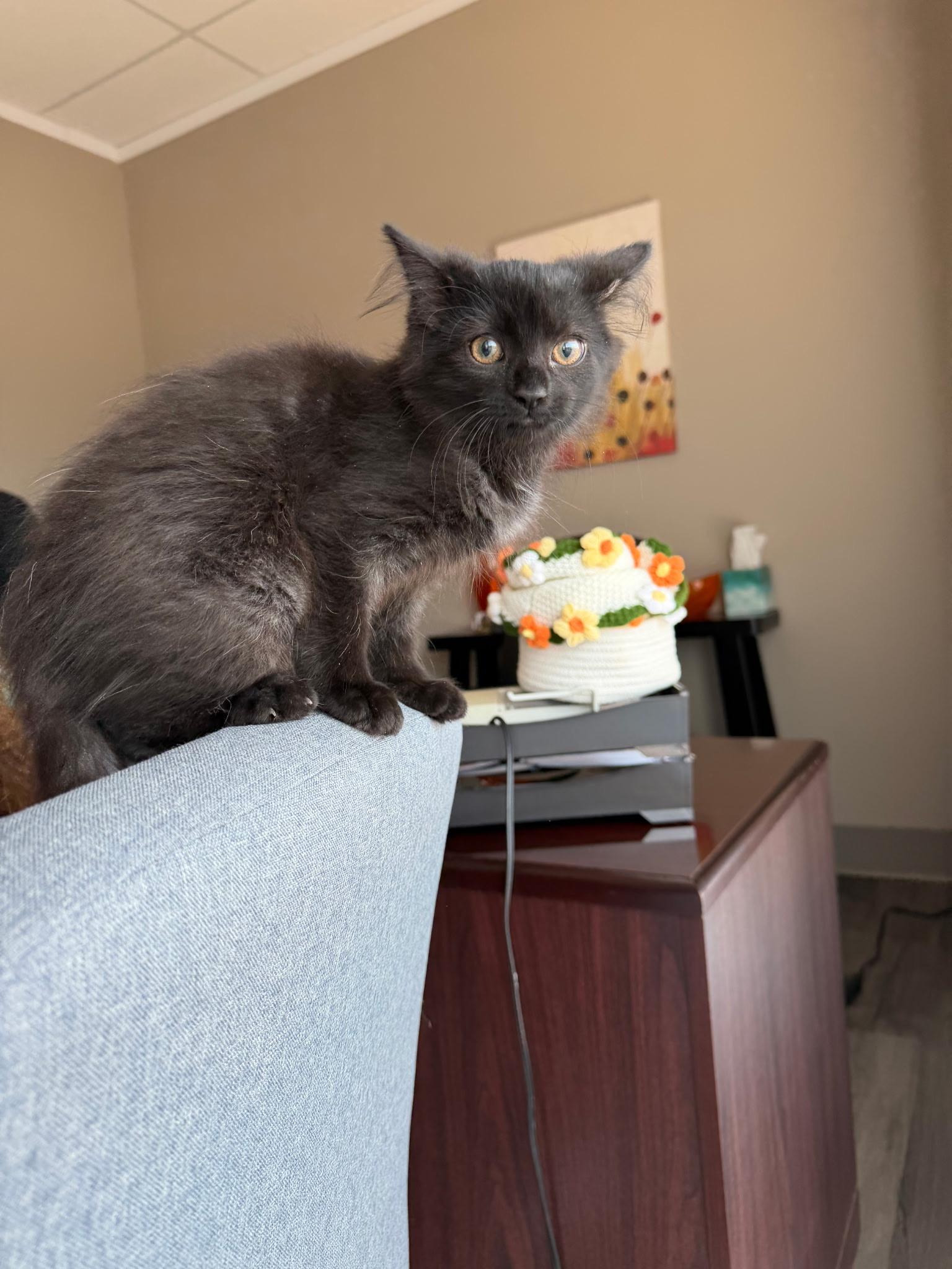Annie, a ADOPTABLE Domestic Long Hair in Pottsville, PA image 1/3