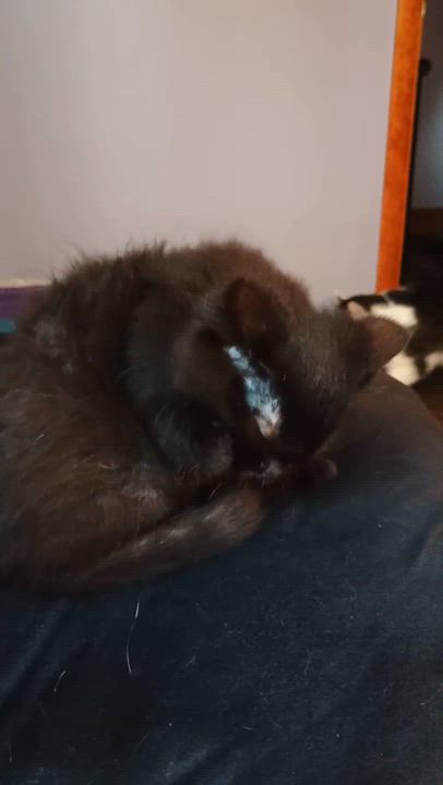 Enlarge Annie, a ADOPTABLE Domestic Long Hair in Pottsville, PA video 3/3
