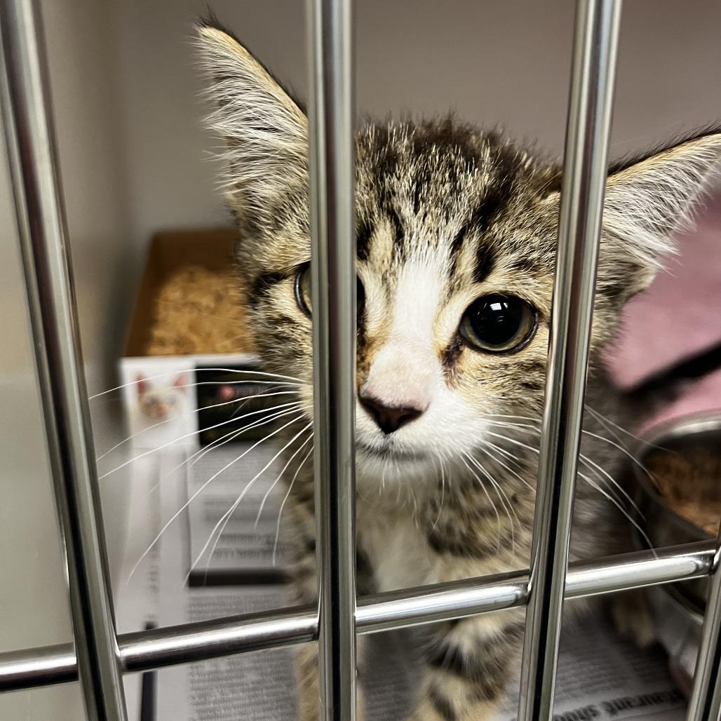 Enlarge Emma, a Adoptable Domestic Short Hair in Harrisonburg, VA image 1/3