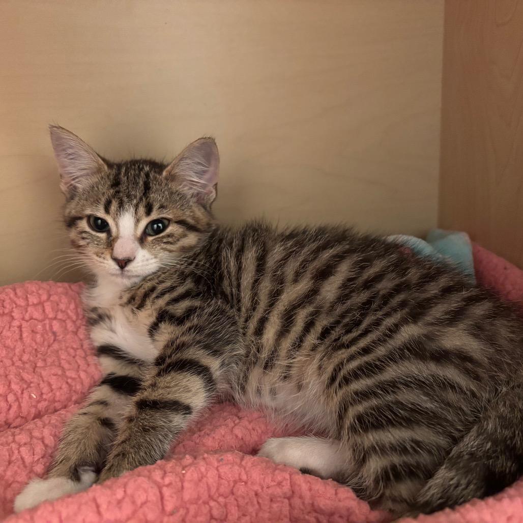 Enlarge Emma, a Adoptable Domestic Short Hair in Harrisonburg, VA image 2/3