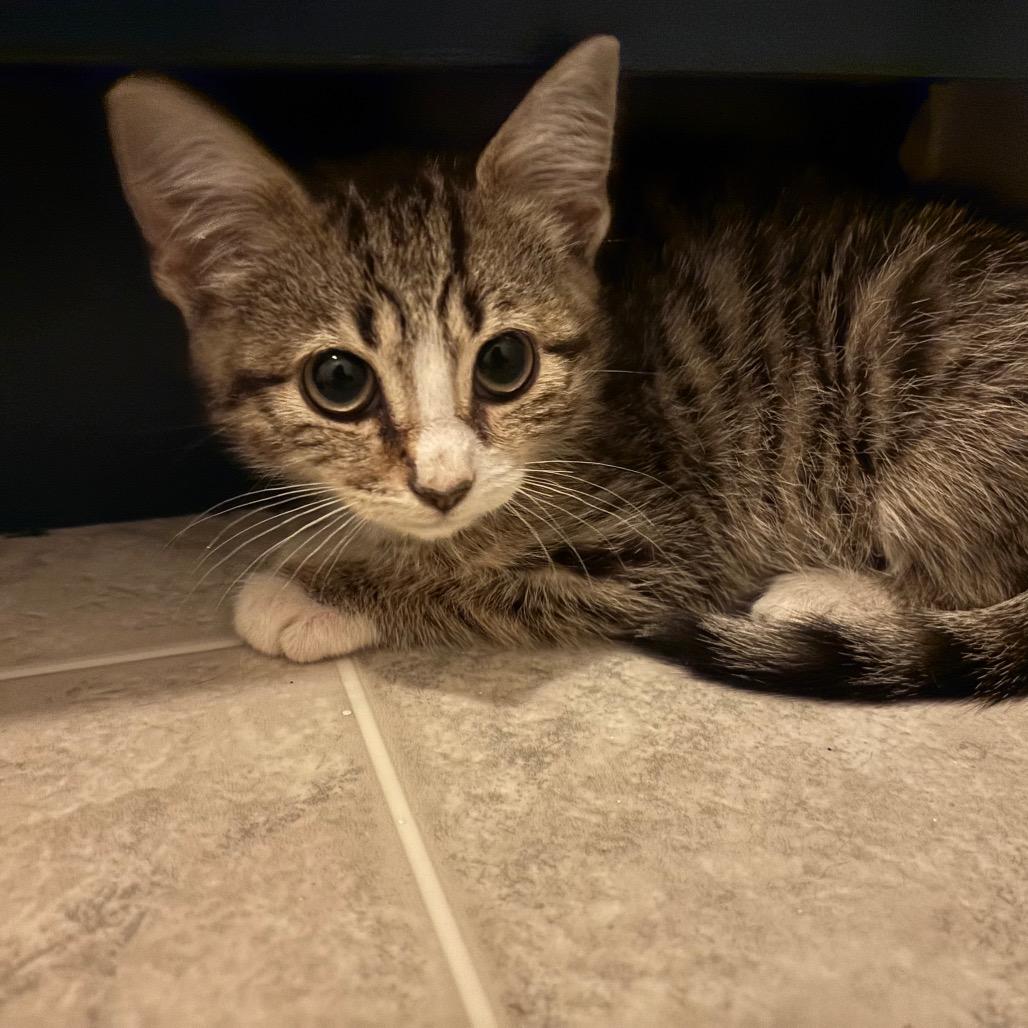 Enlarge Emma, a Adoptable Domestic Short Hair in Harrisonburg, VA image 3/3