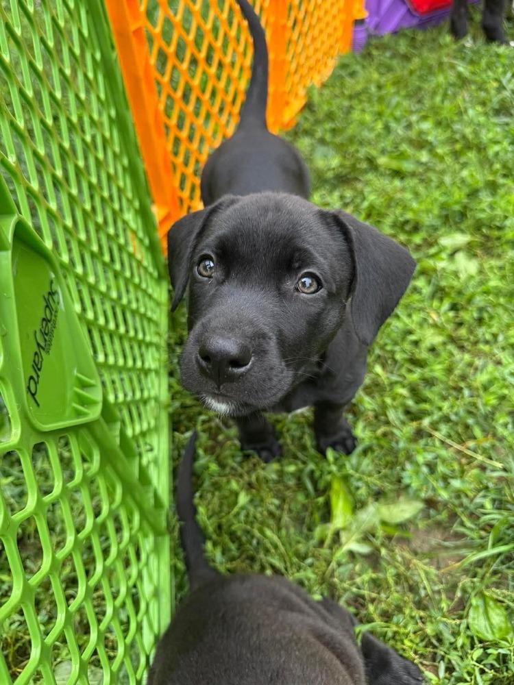 Enlarge Topanga (Dynamic Duo Litter), a Adoptable mixed breed in New Albany, OH image 1/5