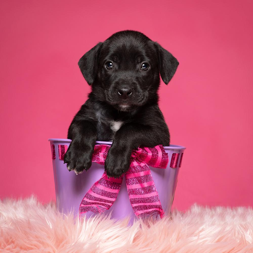 Topanga (Dynamic Duo Litter), Adoptable, Puppy Female Labrador Retriever & Shar-Pei.