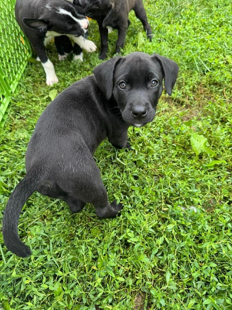 Enlarge Topanga (Dynamic Duo Litter), a Adoptable mixed breed in New Albany, OH image 3/5