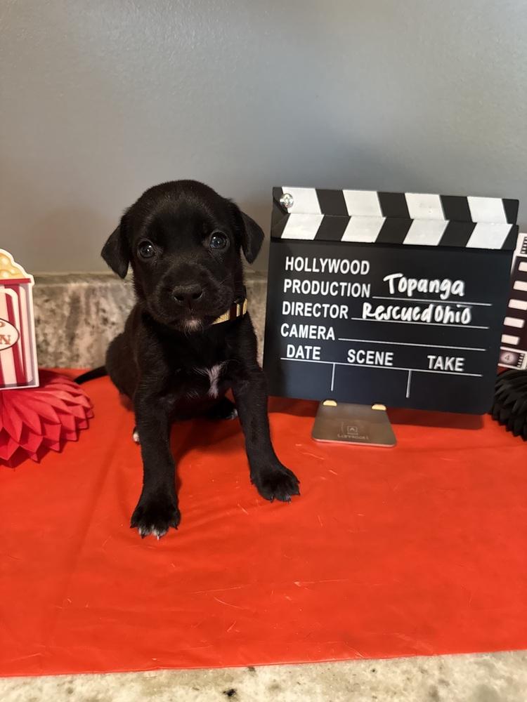 Enlarge Topanga (Dynamic Duo Litter), a Adoptable mixed breed in New Albany, OH image 2/3
