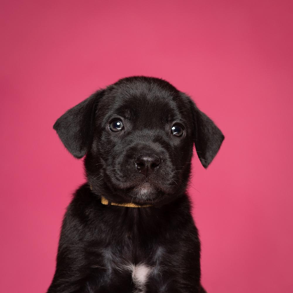 Enlarge Topanga (Dynamic Duo Litter), a Adoptable mixed breed in New Albany, OH image 3/3