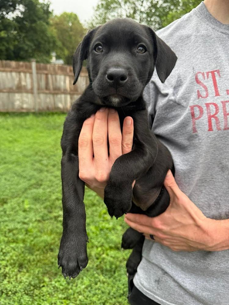 Enlarge Topanga (Dynamic Duo Litter), a Adoptable mixed breed in New Albany, OH image 5/5