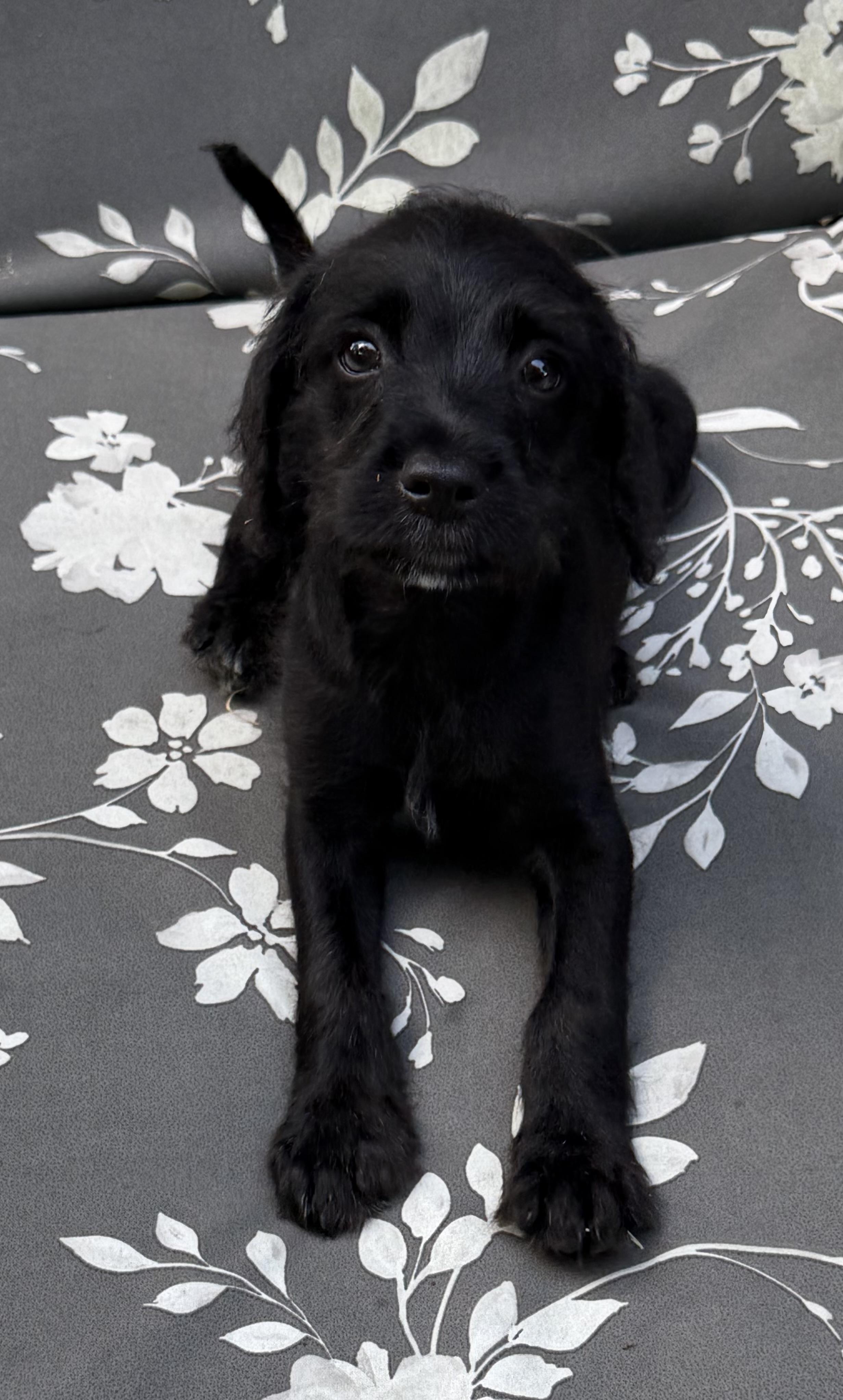 River, an adopted mixed breed in Dallas, TX image 6/6