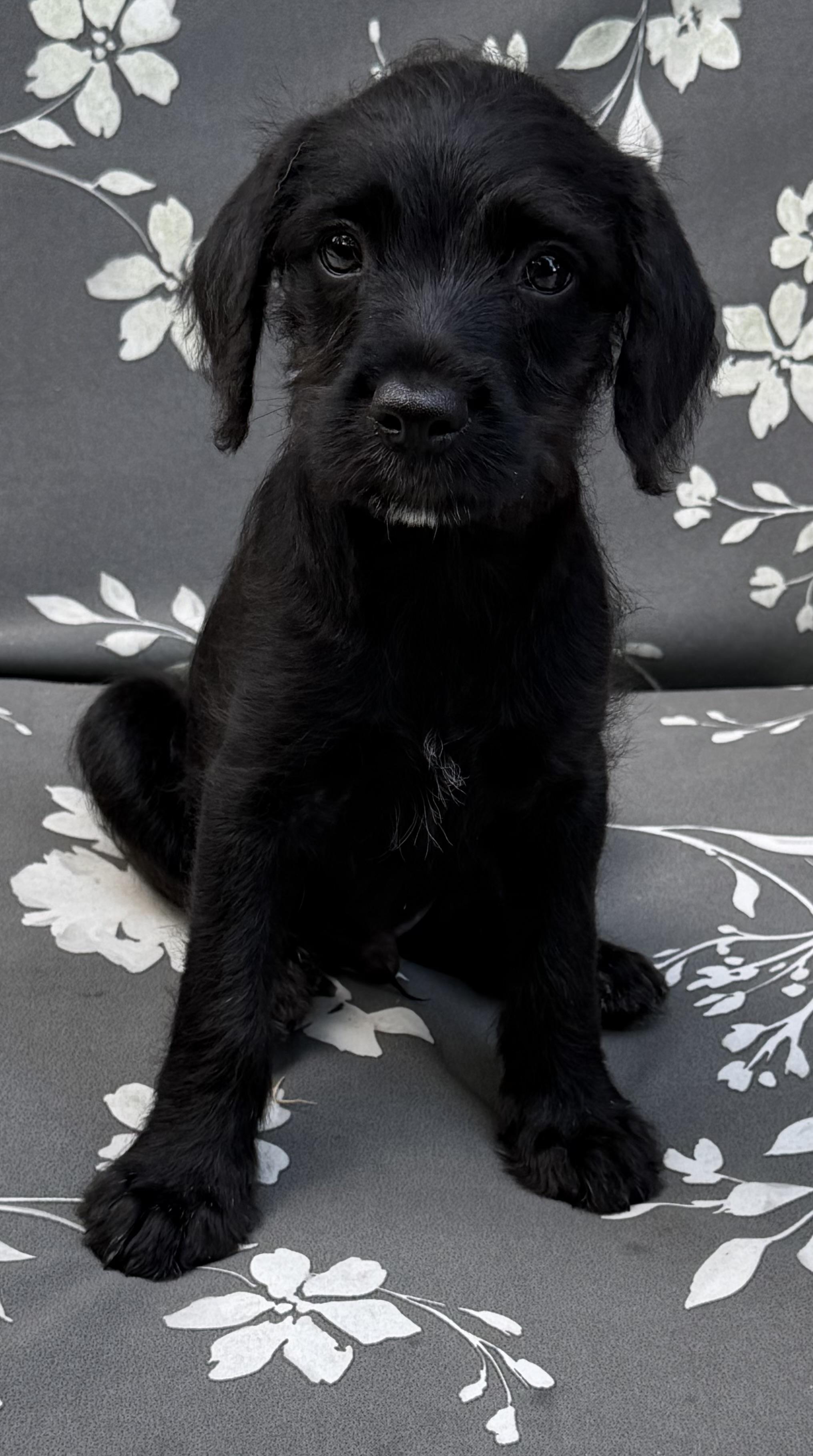River, an adopted mixed breed in Dallas, TX image 4/6
