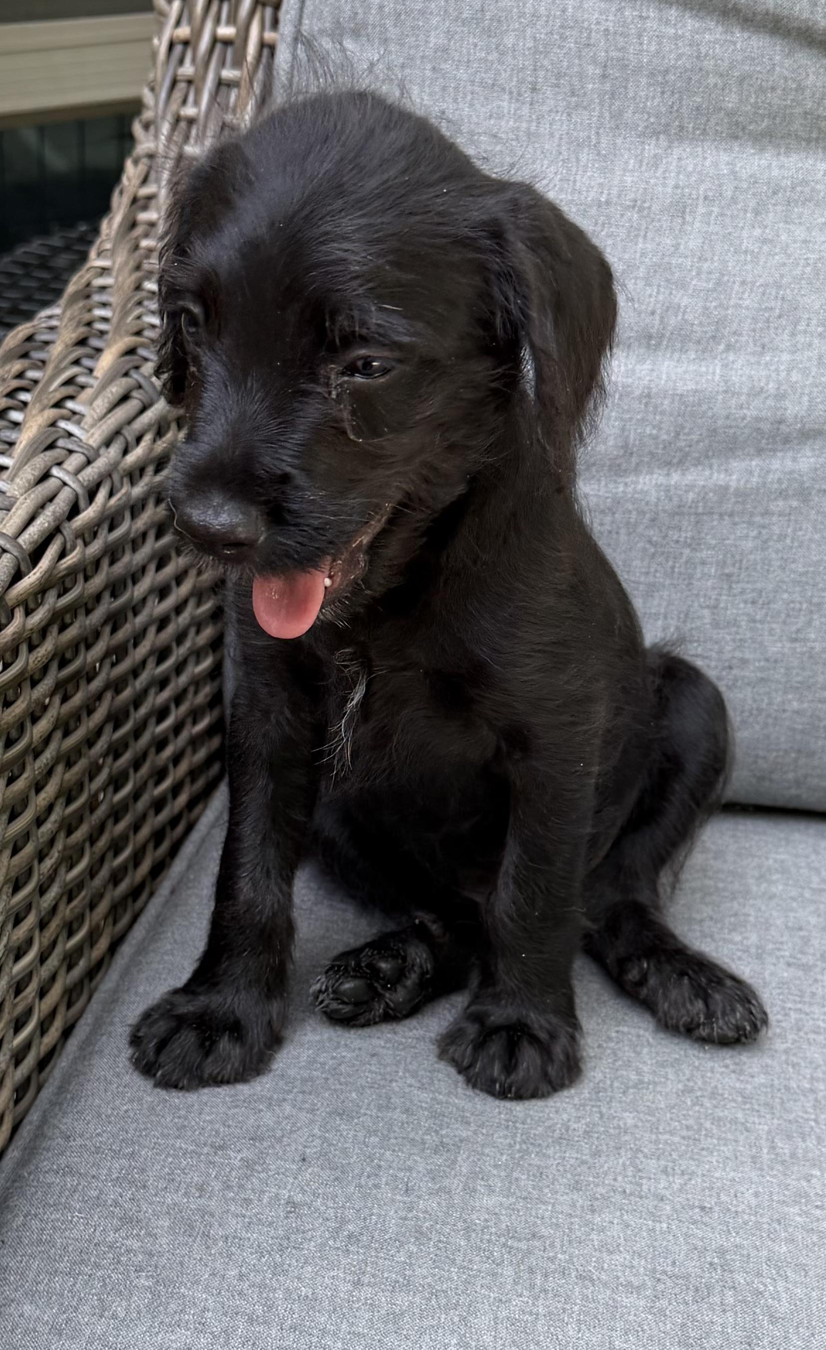 Enlarge River, a Adoptable mixed breed in Dallas, TX image 4/6