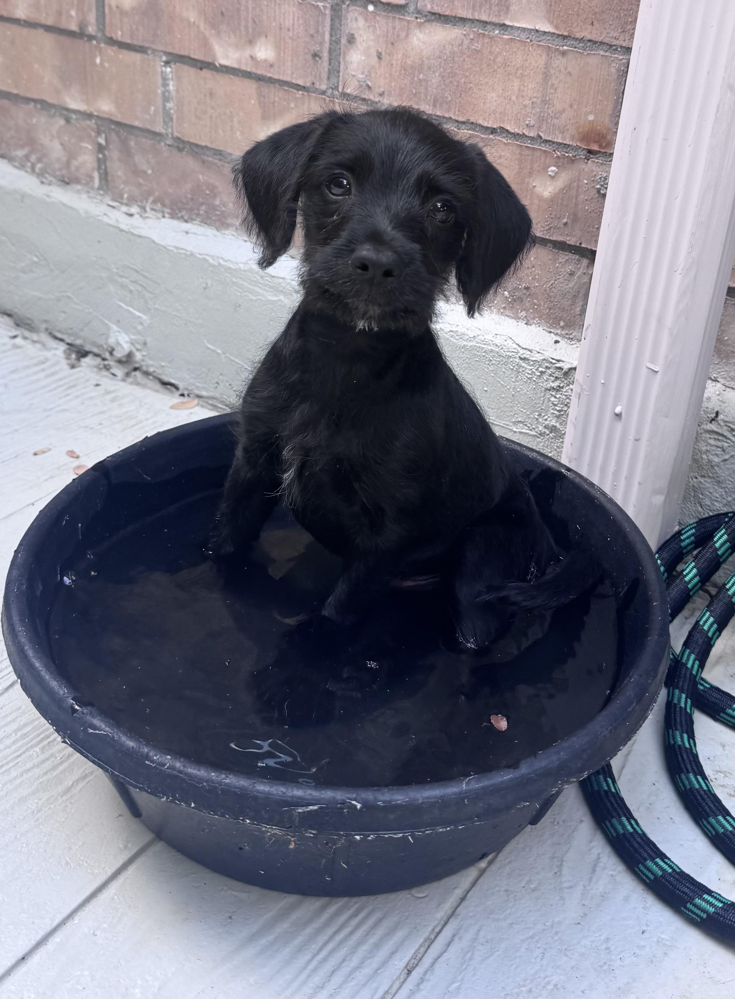 River, adopted, Puppy Male Miniature Poodle & Maltipoo.