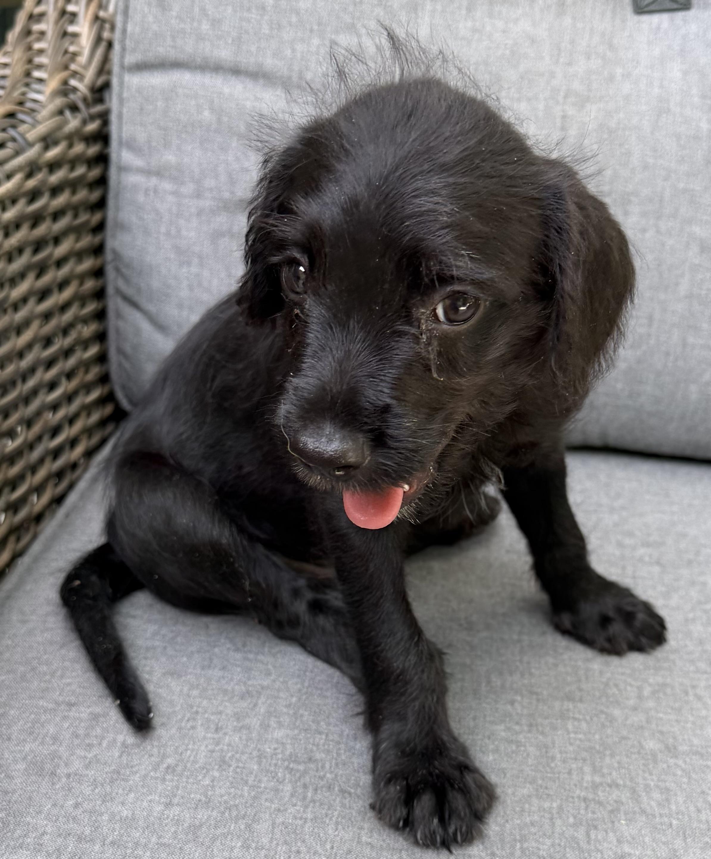 Enlarge River, a Adoptable mixed breed in Dallas, TX image 6/6