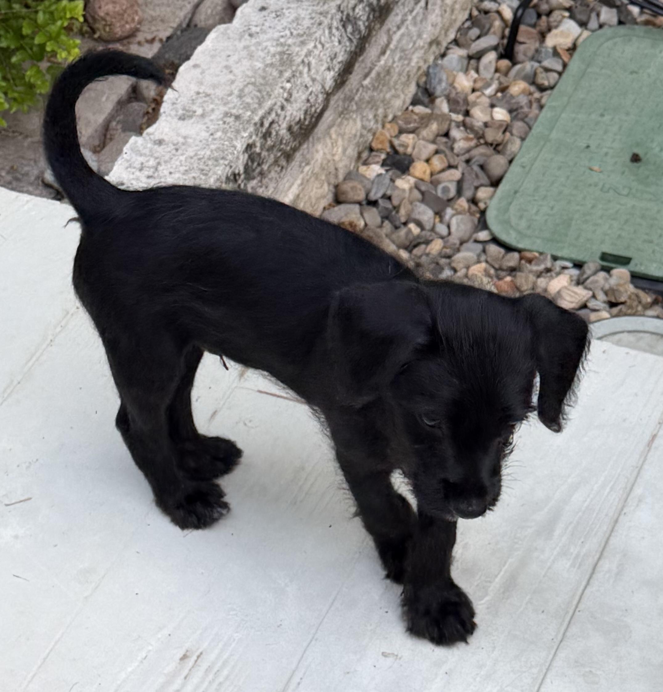 River, an adopted mixed breed in Dallas, TX image 5/6