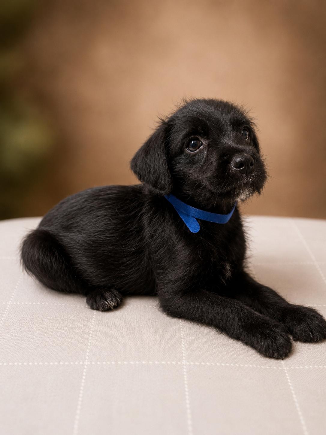 Enlarge River, a Adoptable mixed breed in Dallas, TX image 2/6