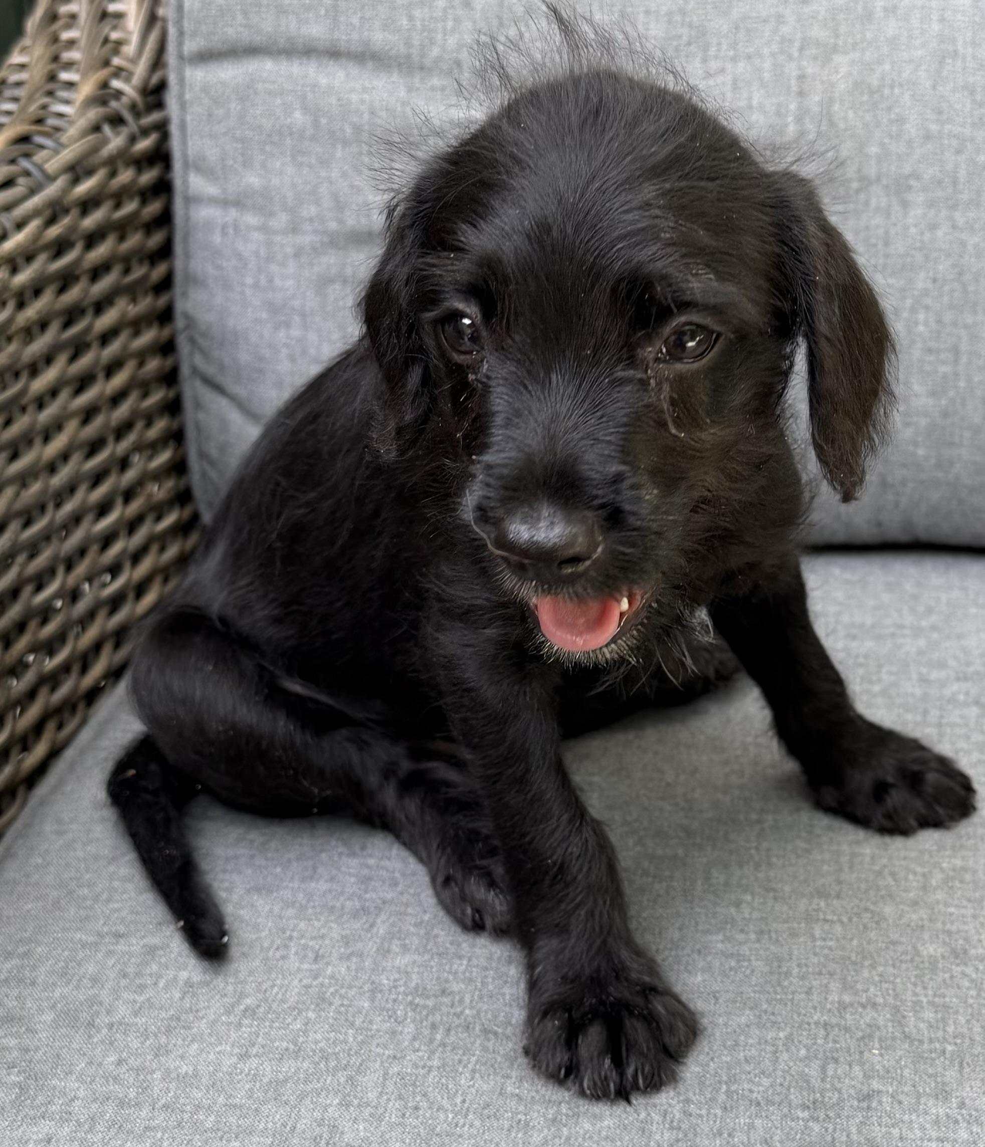Enlarge River, a Adoptable mixed breed in Dallas, TX image 5/6