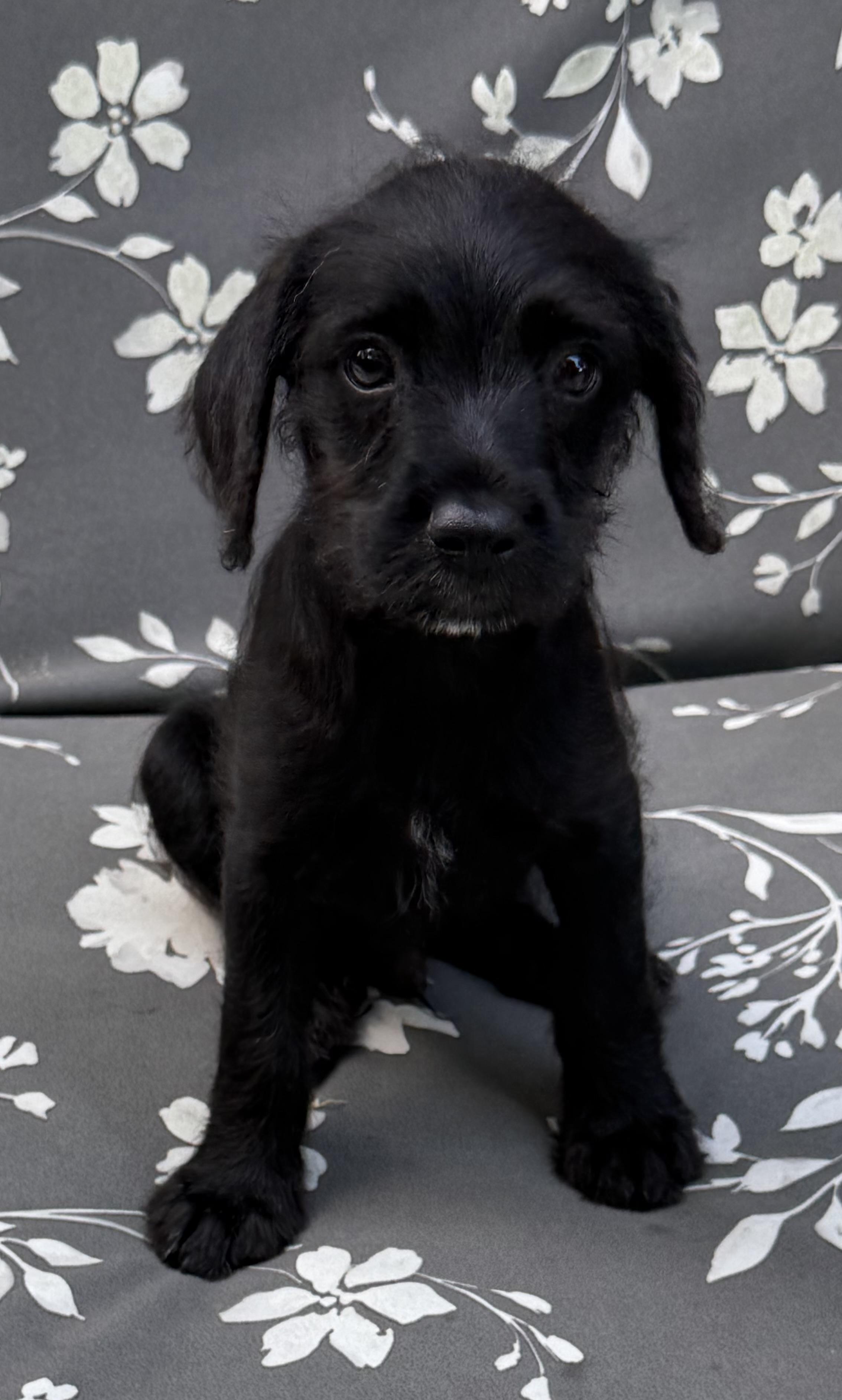 River, an adopted mixed breed in Dallas, TX image 2/6