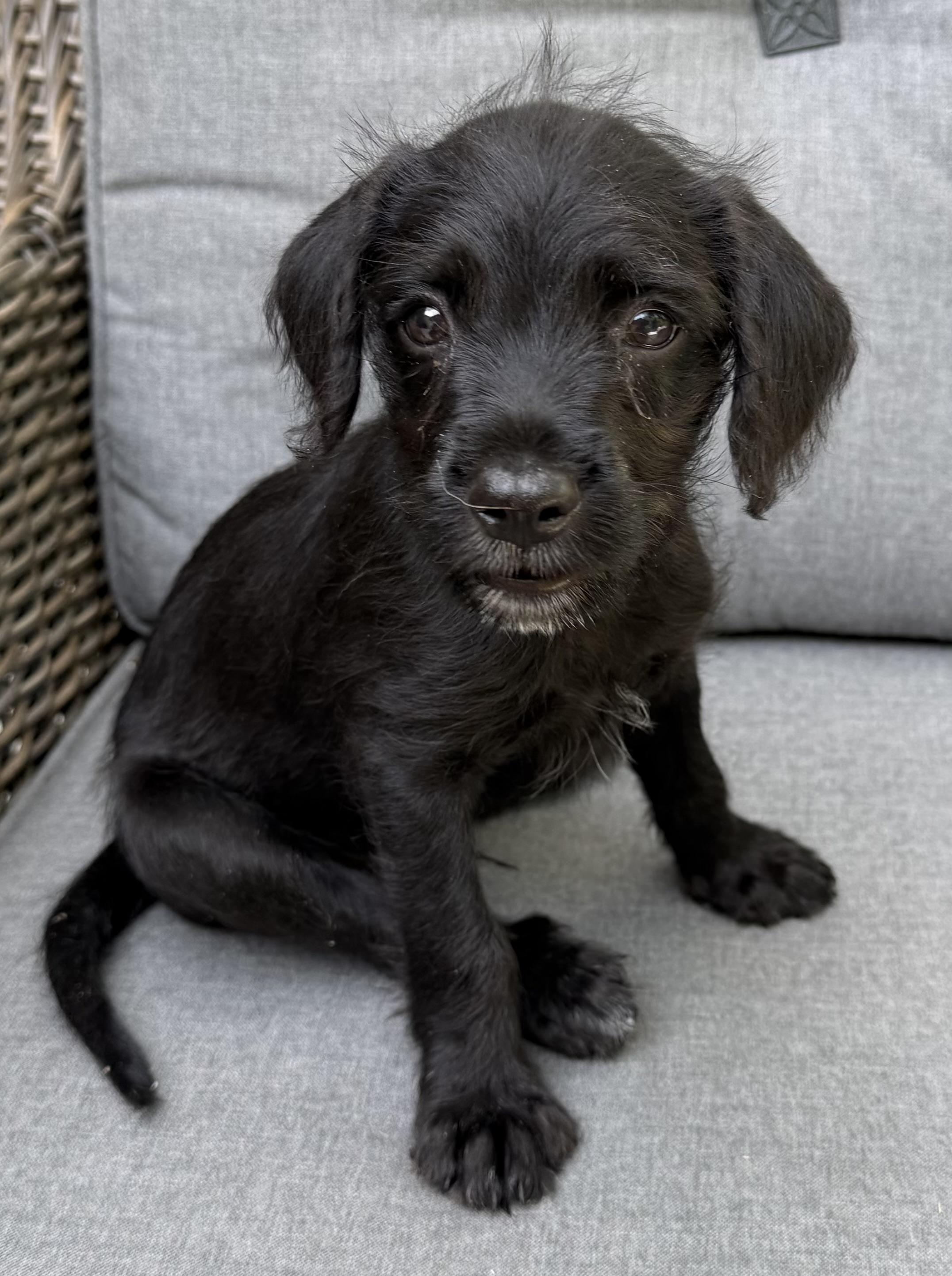 River, Adoptable, Puppy Male Maltipoo & Fox Terrier.