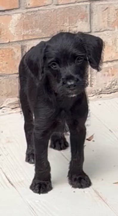 Enlarge River, an adopted mixed breed in Dallas, TX video 3/6