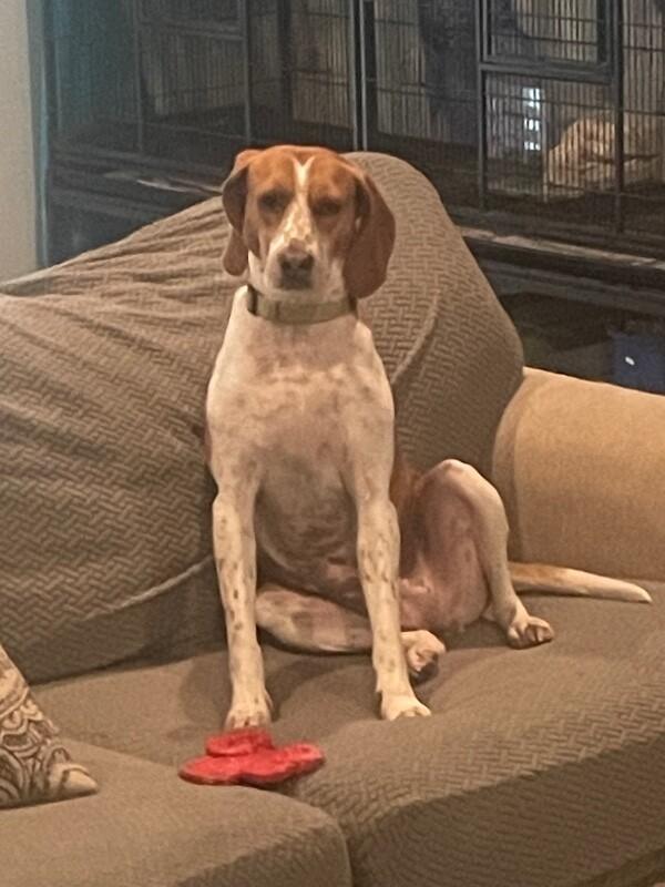 Enlarge Fergi (Sponsored Adoption), a Adoptable Redbone Coonhound in Providence Forge, VA image 2/6