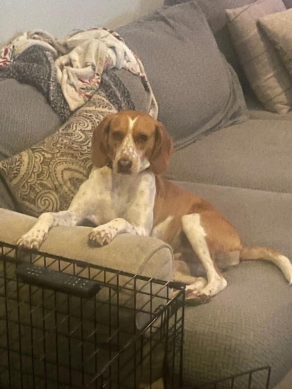 Enlarge Fergi (Sponsored Adoption), a Adoptable Redbone Coonhound in Providence Forge, VA image 3/6