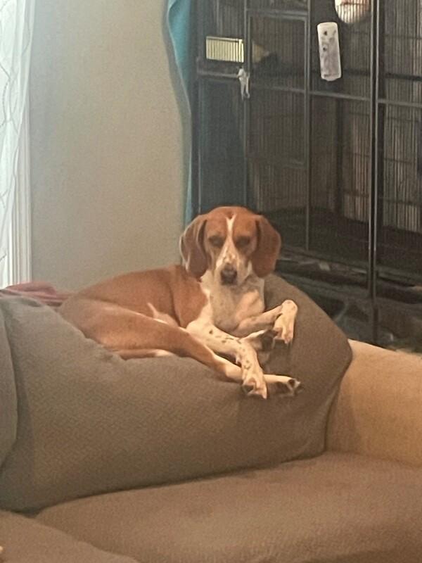 Enlarge Fergi (Sponsored Adoption), a Adoptable Redbone Coonhound in Providence Forge, VA image 4/6