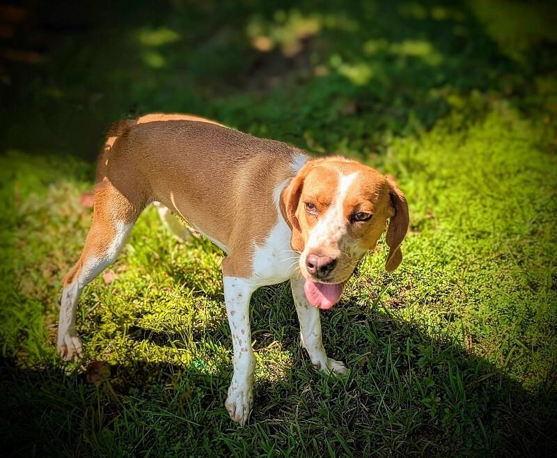Fergi, Adoptable, Adult Female Hound.