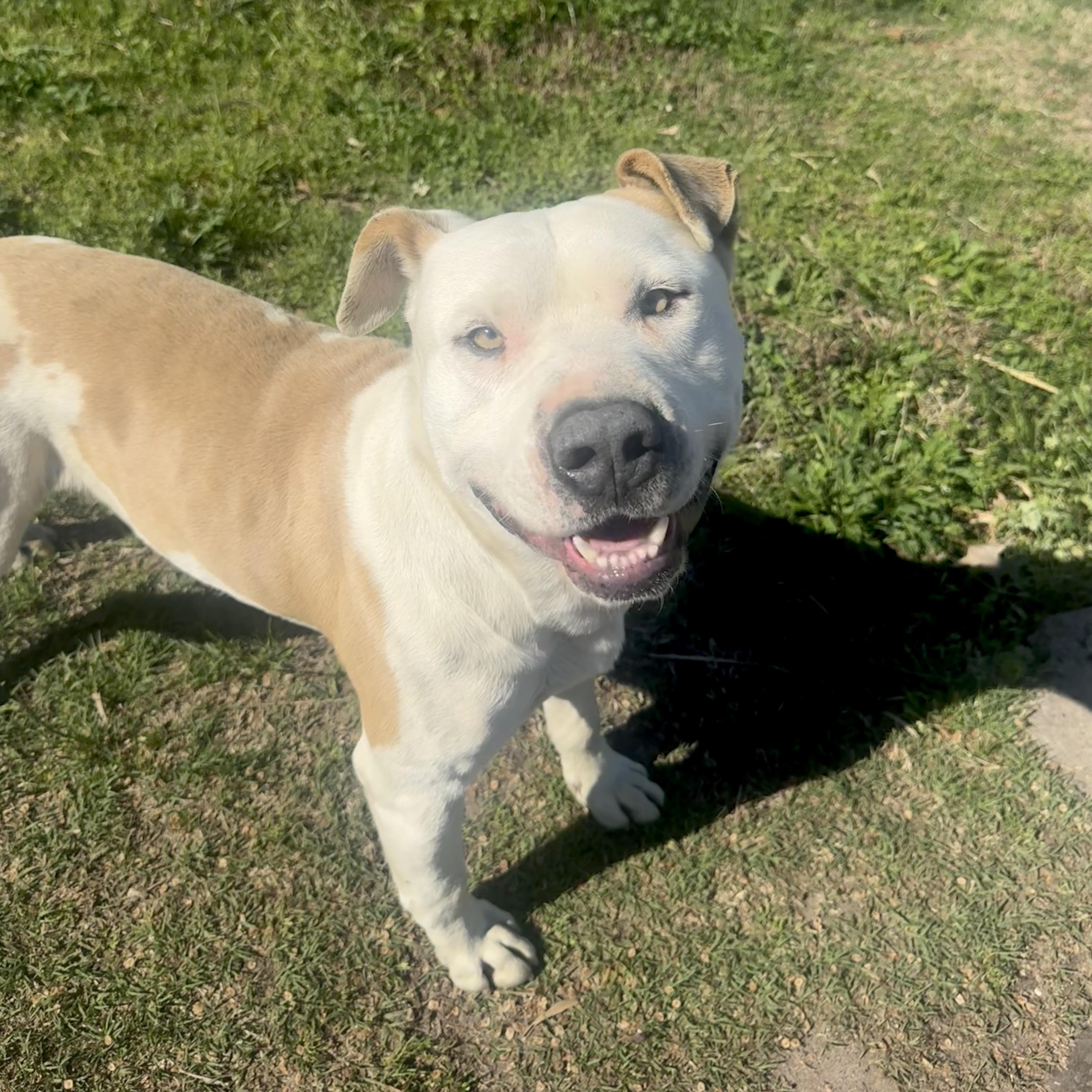 Enlarge Beaux, a ADOPTABLE mixed breed in Scroggins, TX image 5/6