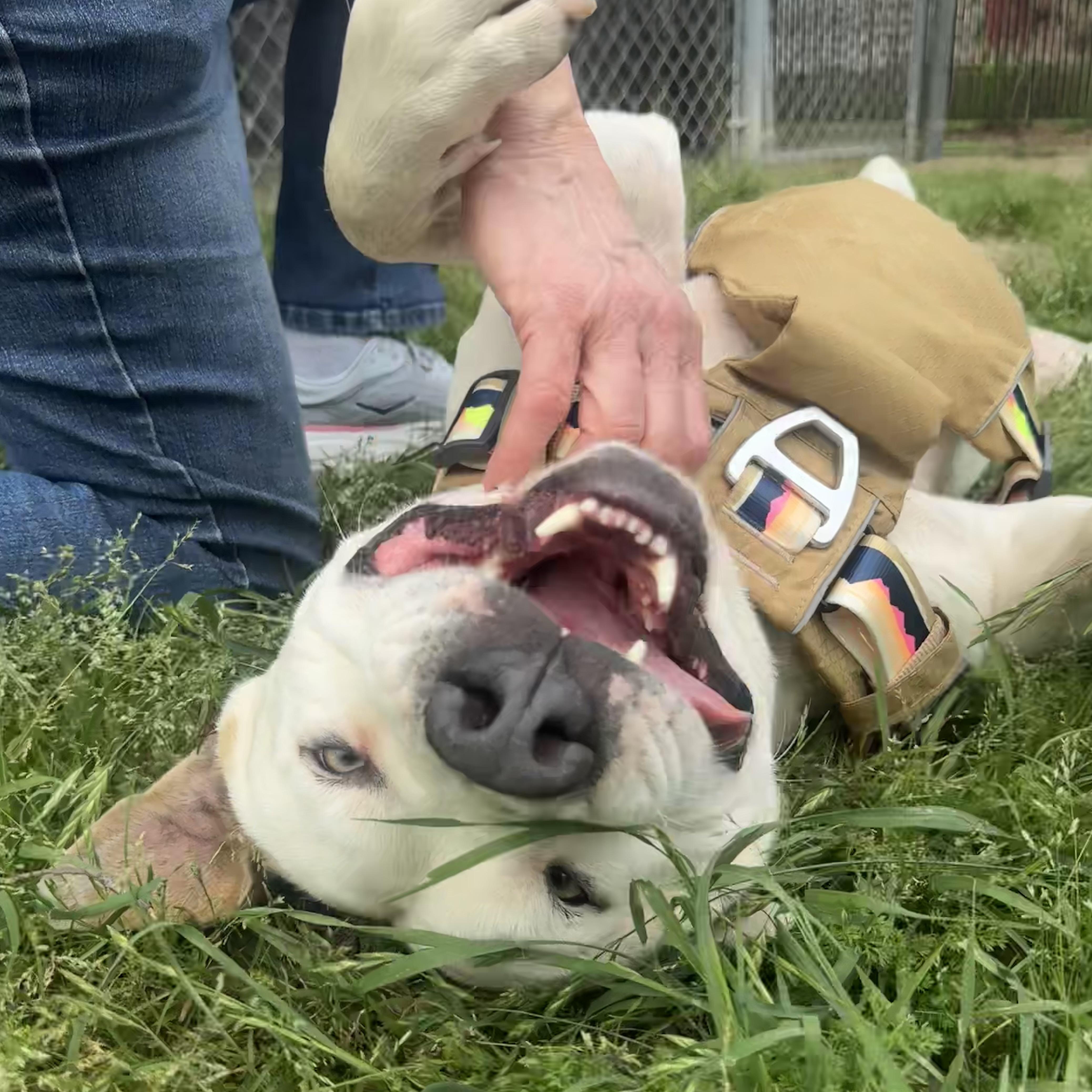 Enlarge Beaux, a ADOPTABLE mixed breed in Scroggins, TX image 6/6