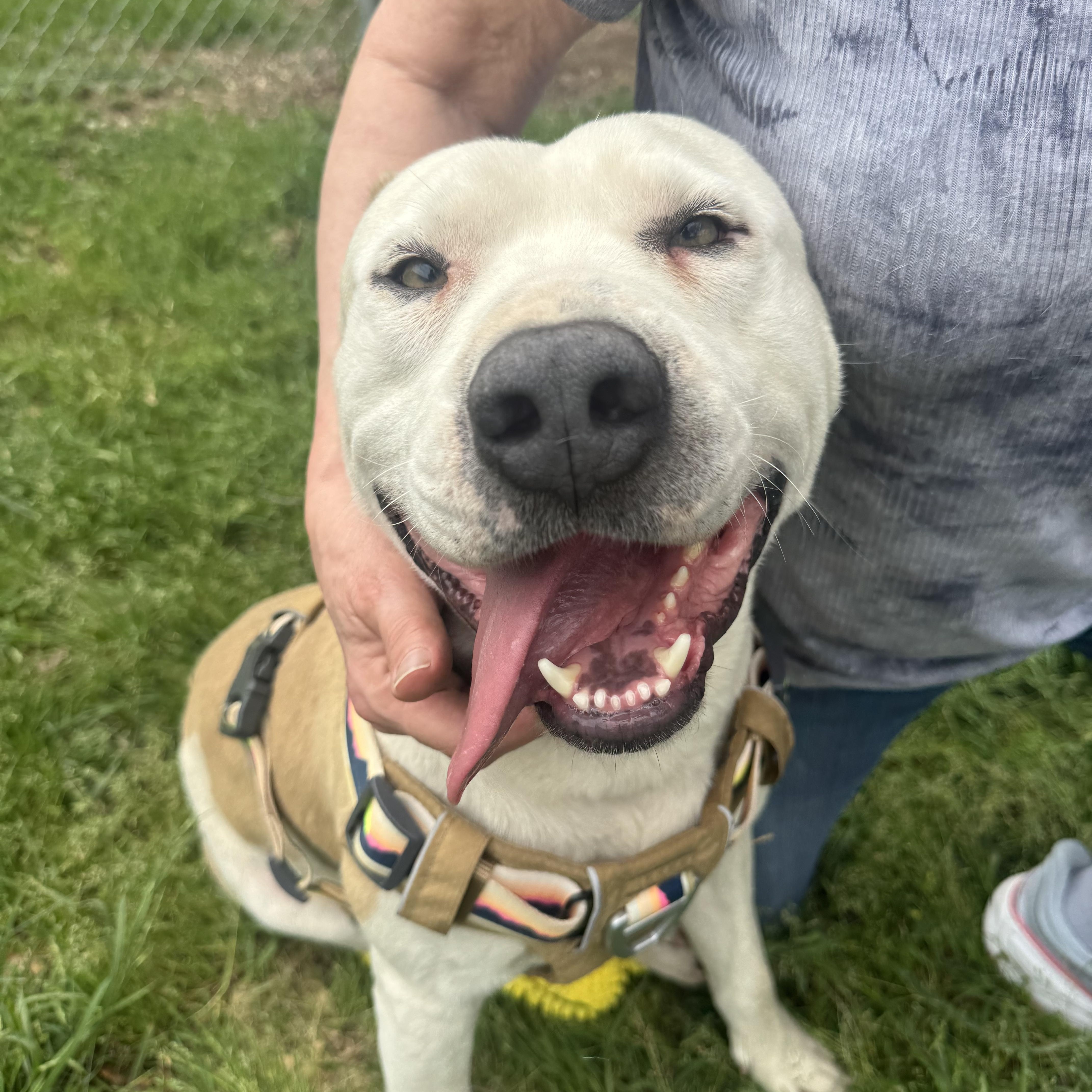 Enlarge Beaux, a ADOPTABLE mixed breed in Scroggins, TX image 4/6