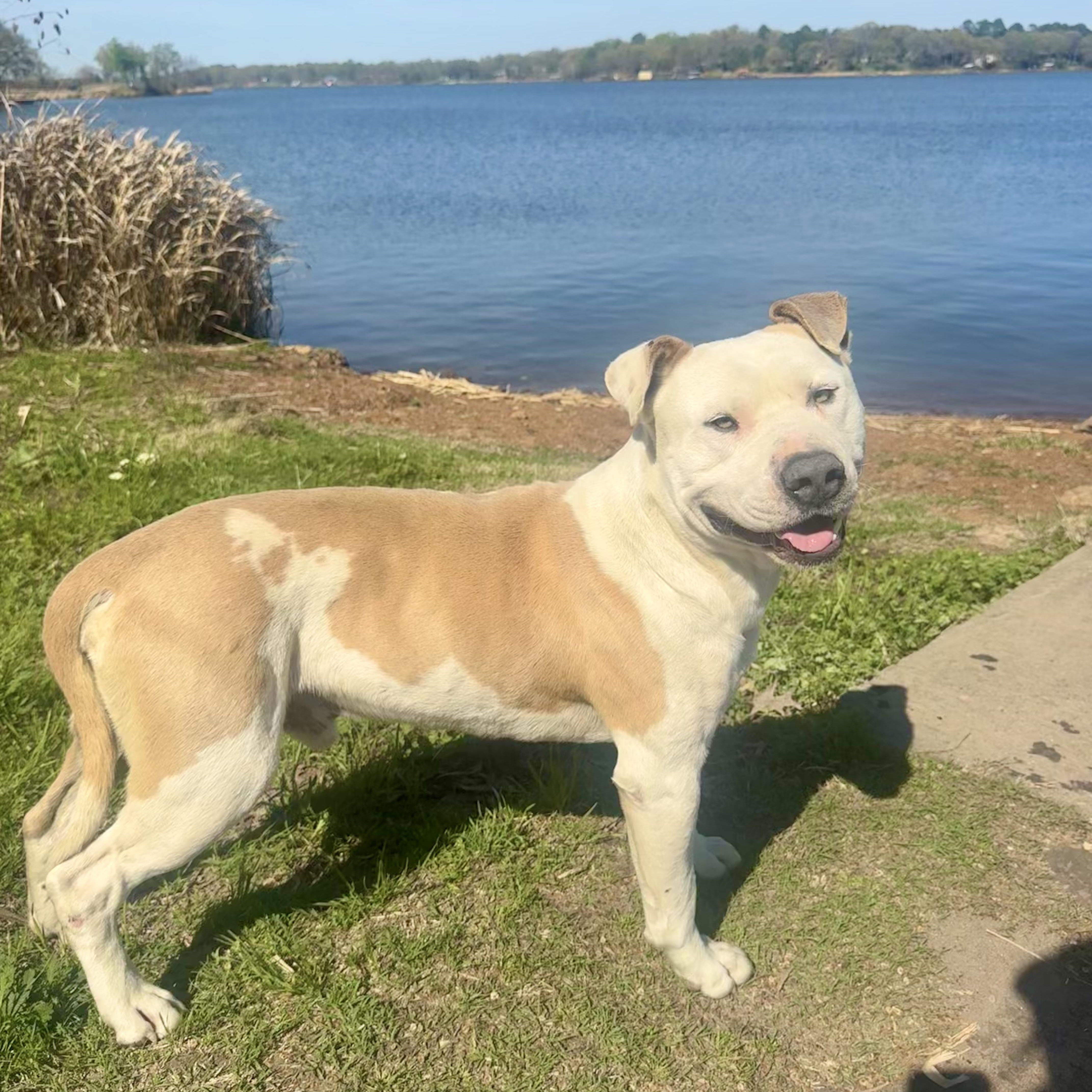 Enlarge Beaux, a ADOPTABLE mixed breed in Scroggins, TX image 3/6