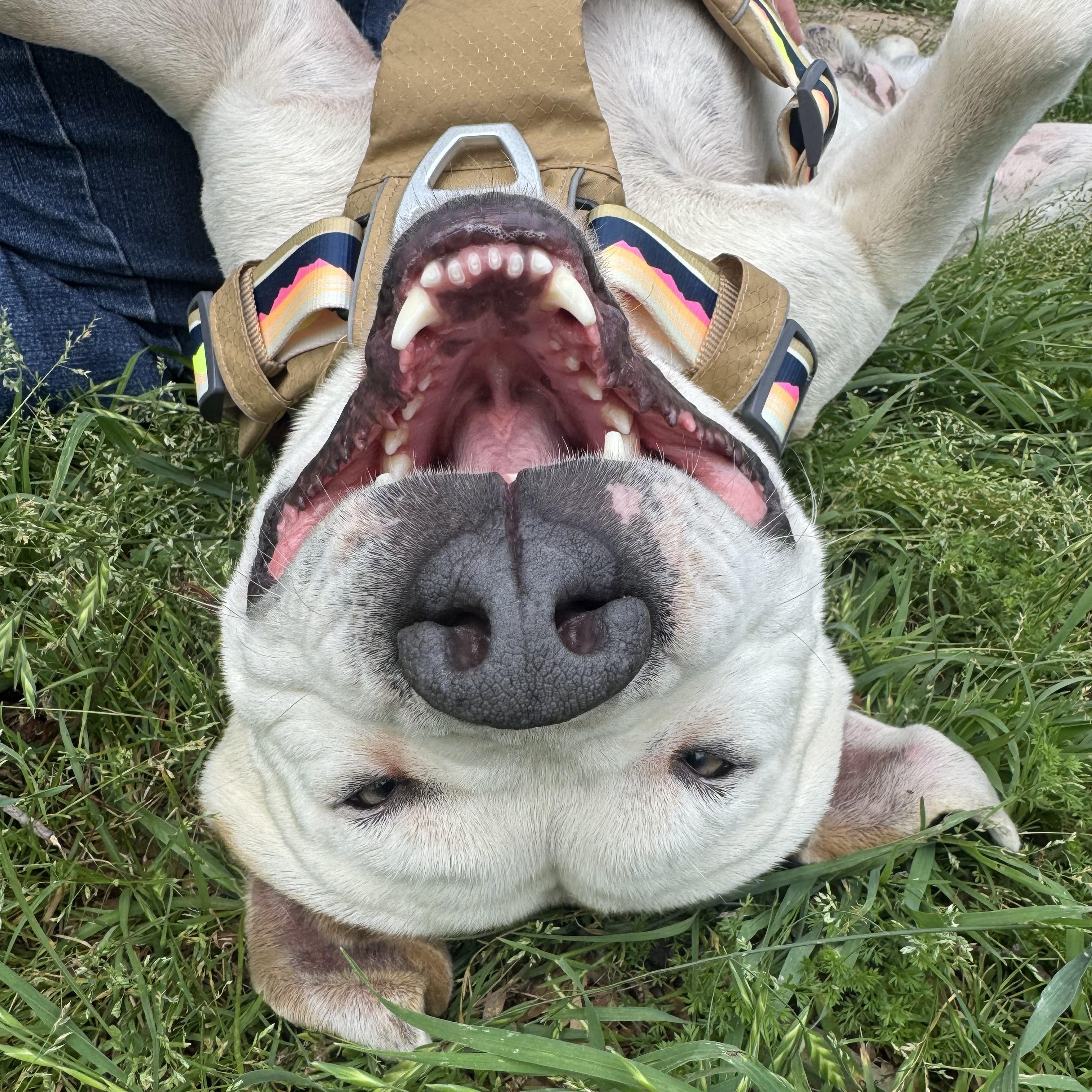Enlarge Beaux, a ADOPTABLE mixed breed in Scroggins, TX image 2/6