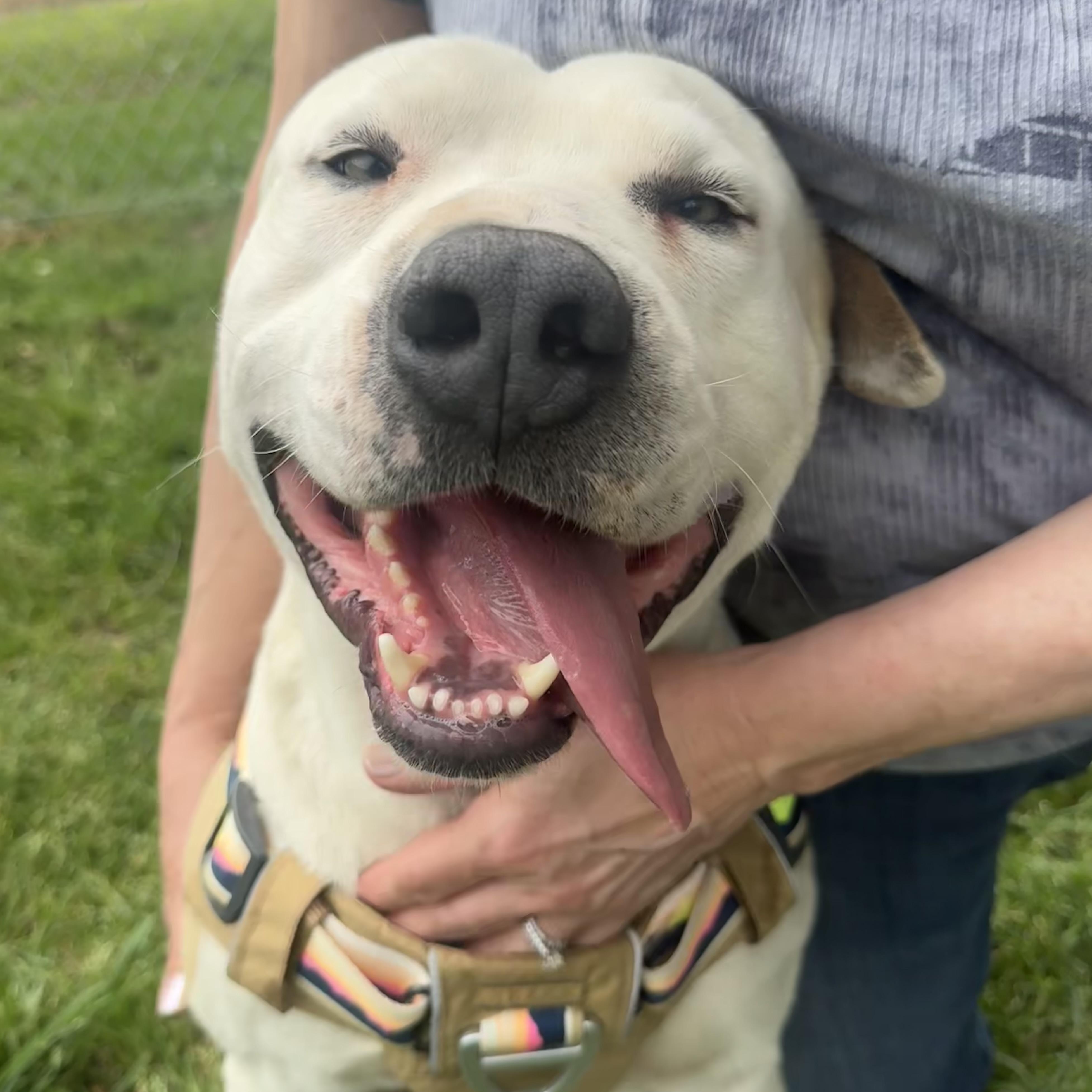 Enlarge Beaux, a ADOPTABLE mixed breed in Scroggins, TX image 1/6