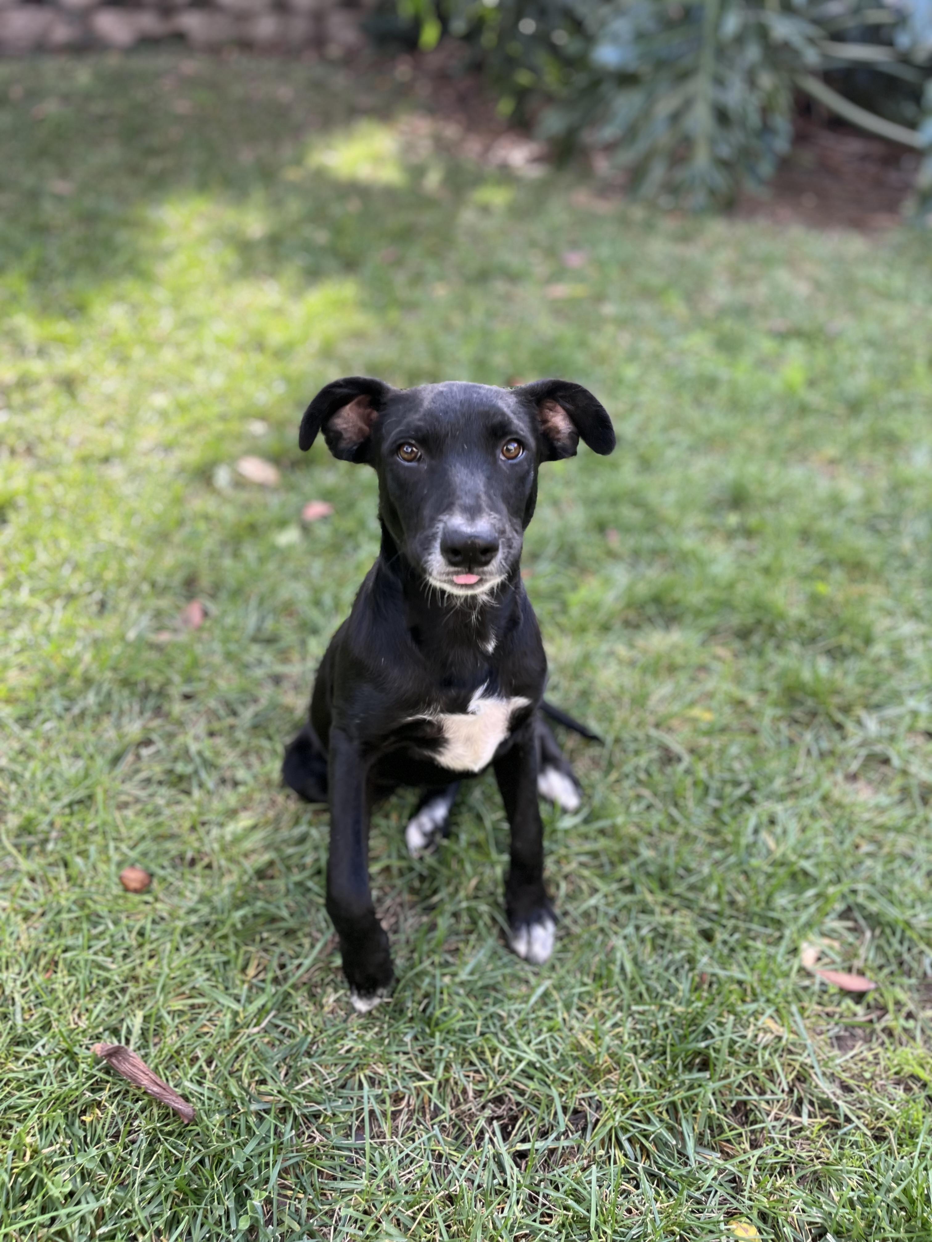 Enlarge Lannie , a ADOPTABLE mixed breed in Poway, CA image 2/5