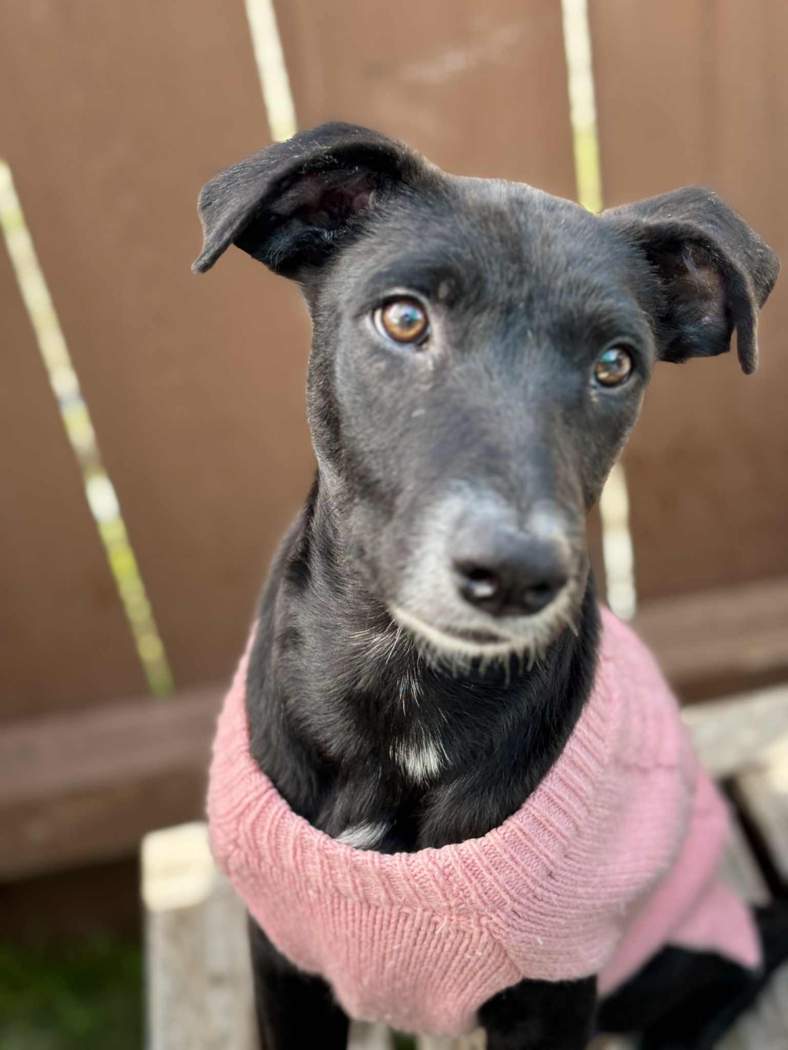 Enlarge Lannie , a ADOPTABLE mixed breed in Poway, CA image 4/4