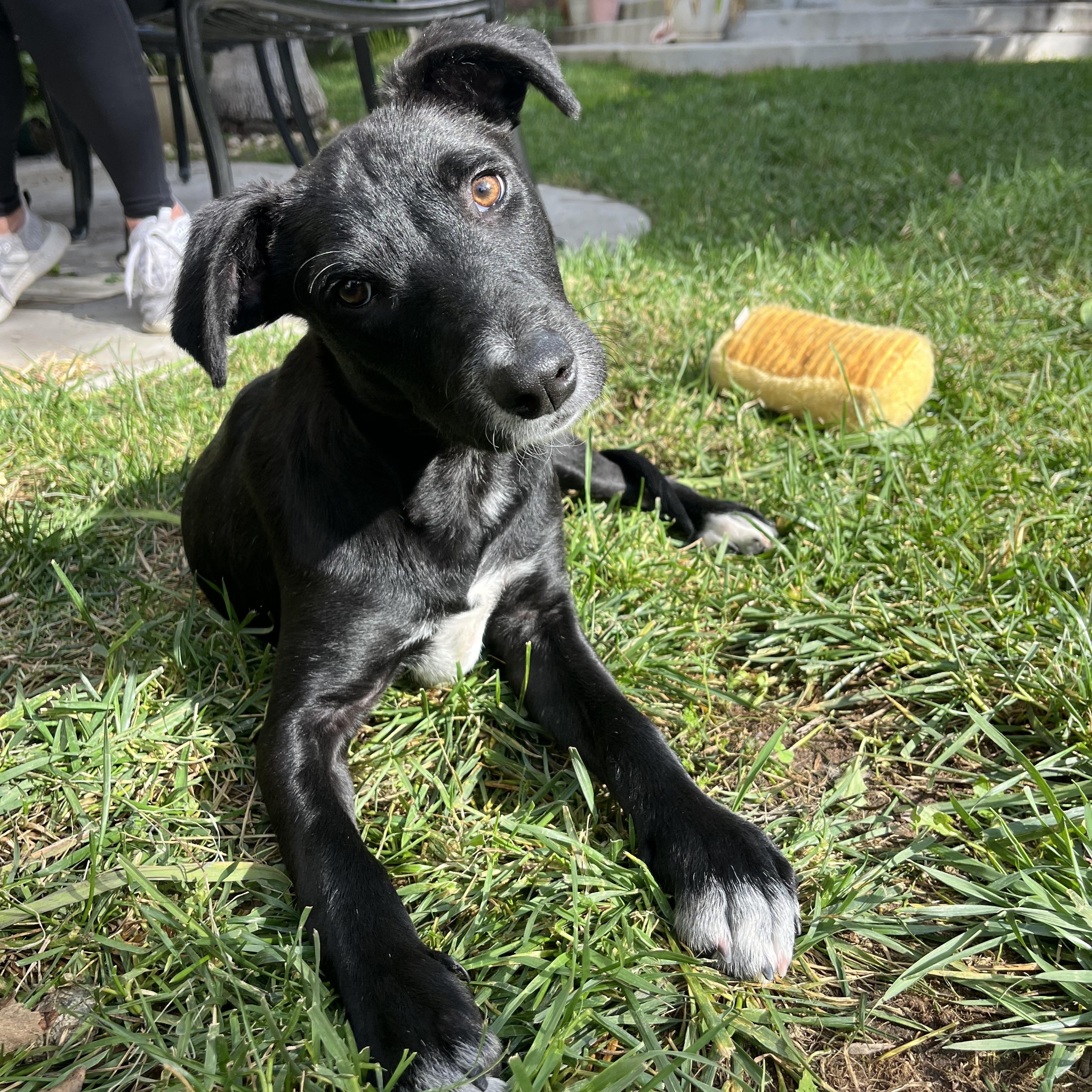 Enlarge Lannie , a ADOPTABLE mixed breed in Poway, CA image 3/5